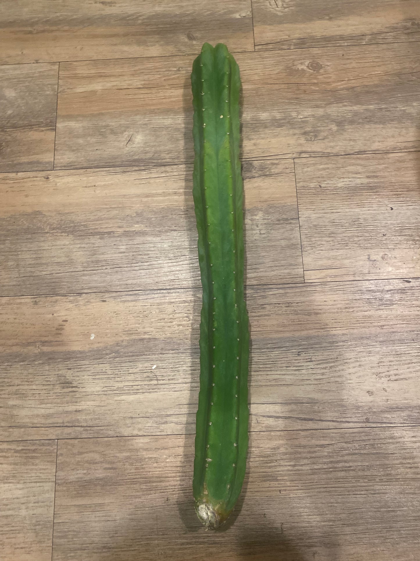 20” San Pedro top cutting