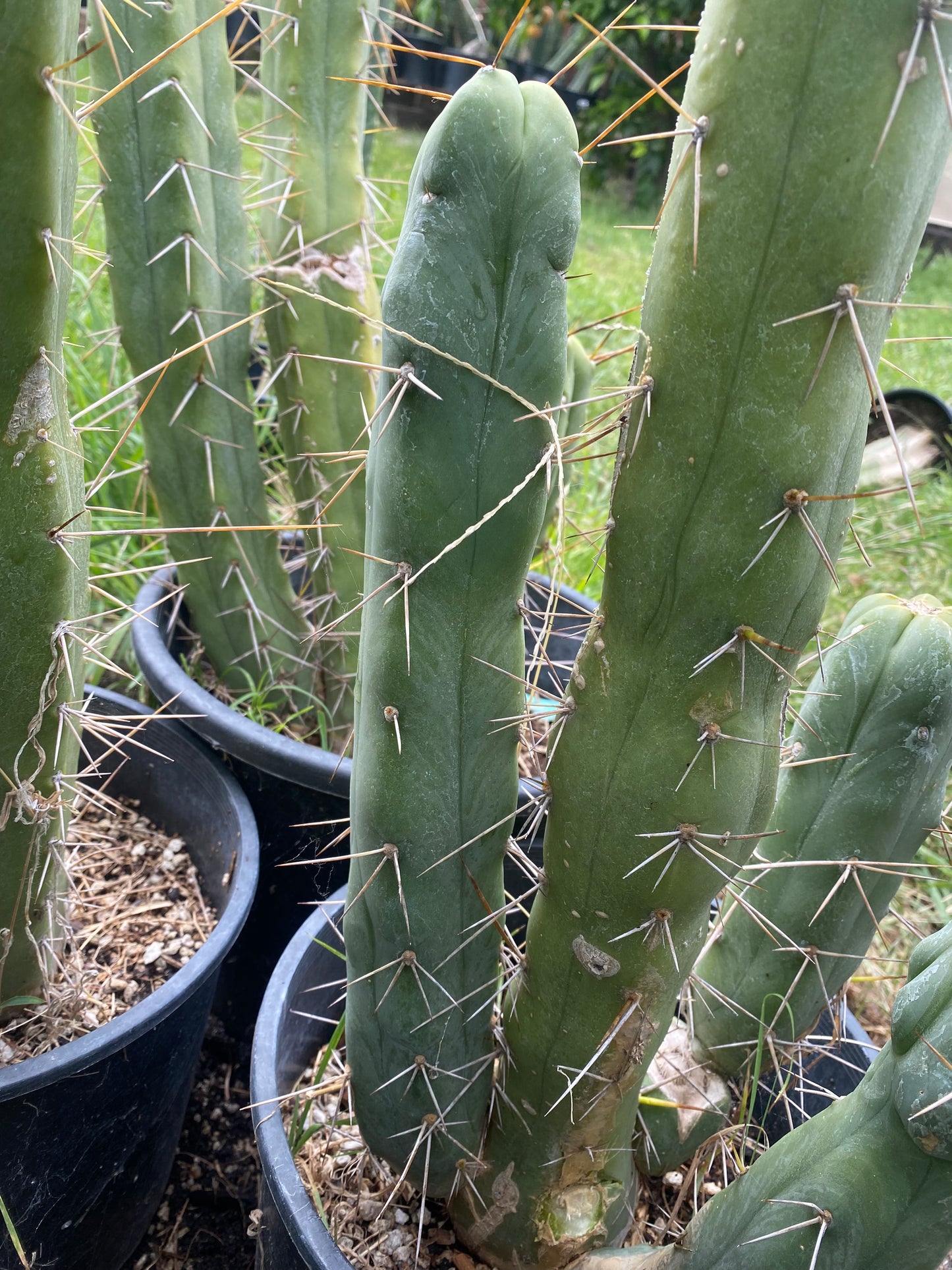 14 1/2” T. Bridgesii Monstrose Melted Wax like cutting
