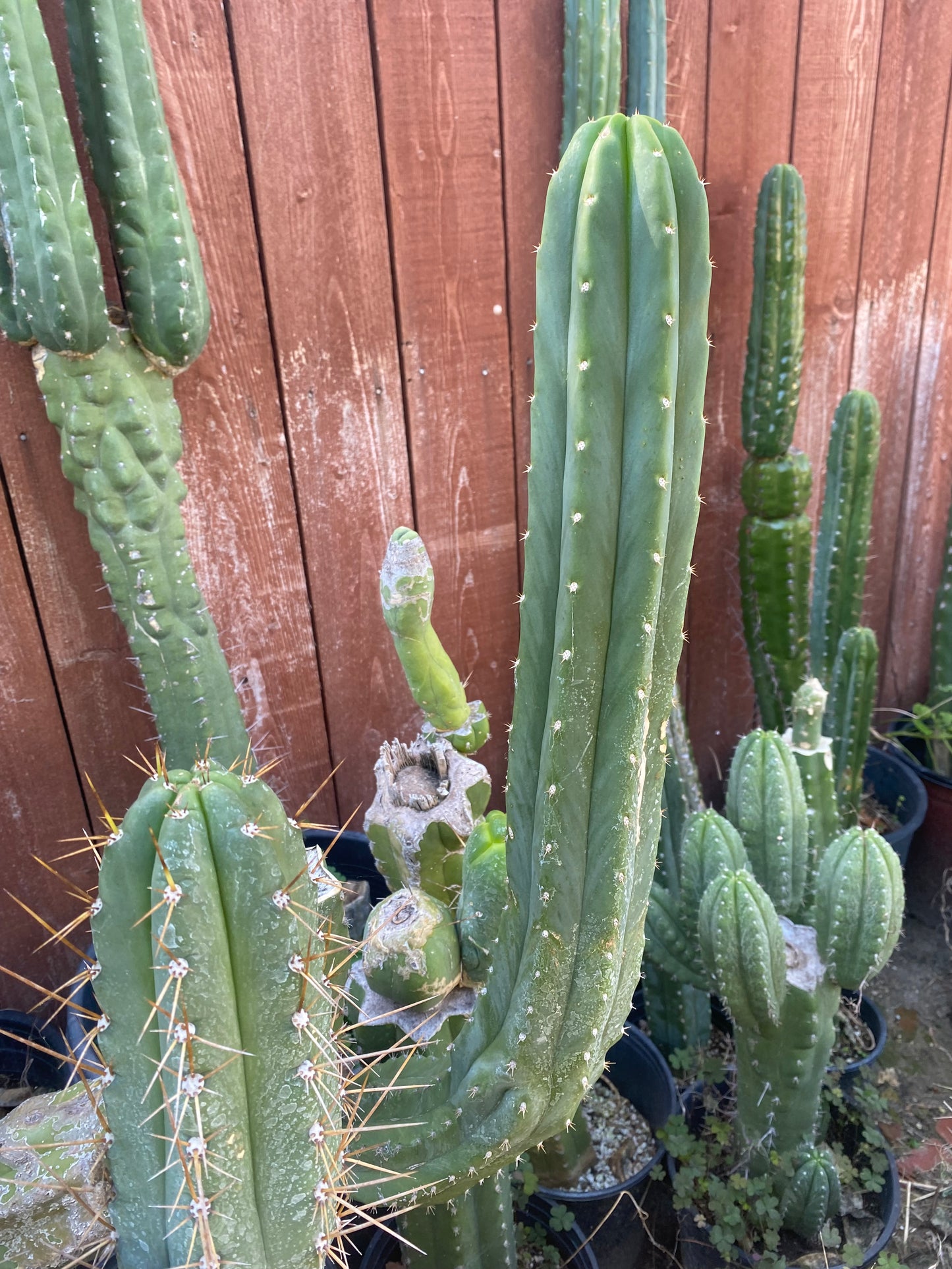 24” San Pedro top cutting