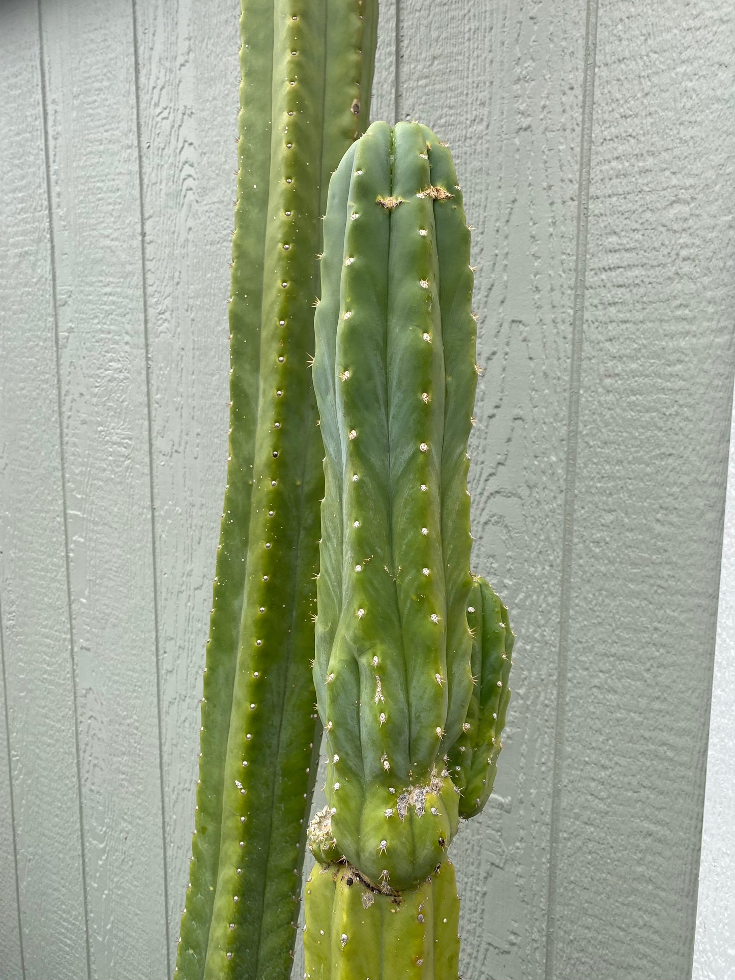 17 1/2” San Pedro top cutting