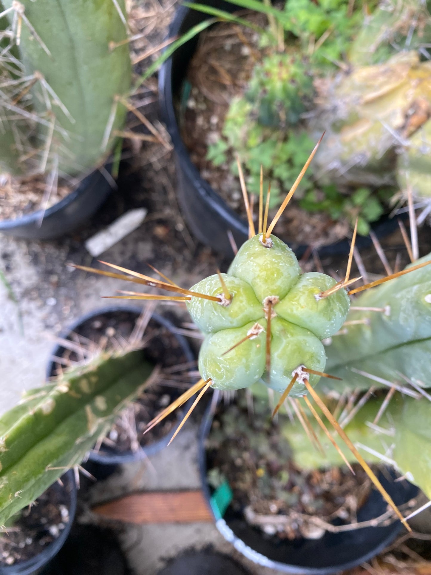 16” T. Bridgesii Bob Baker cutting B05