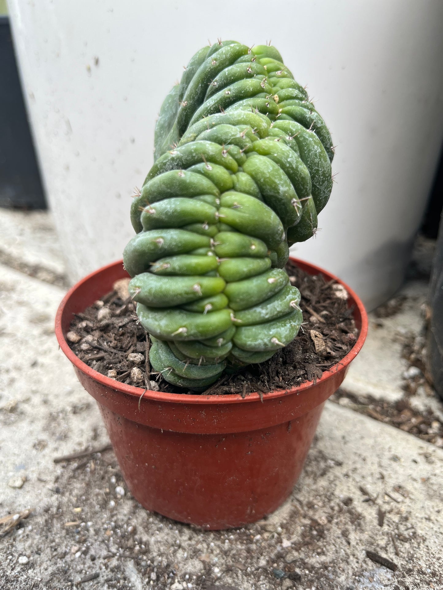 T. Pachanoi Monstrose Crest cutting