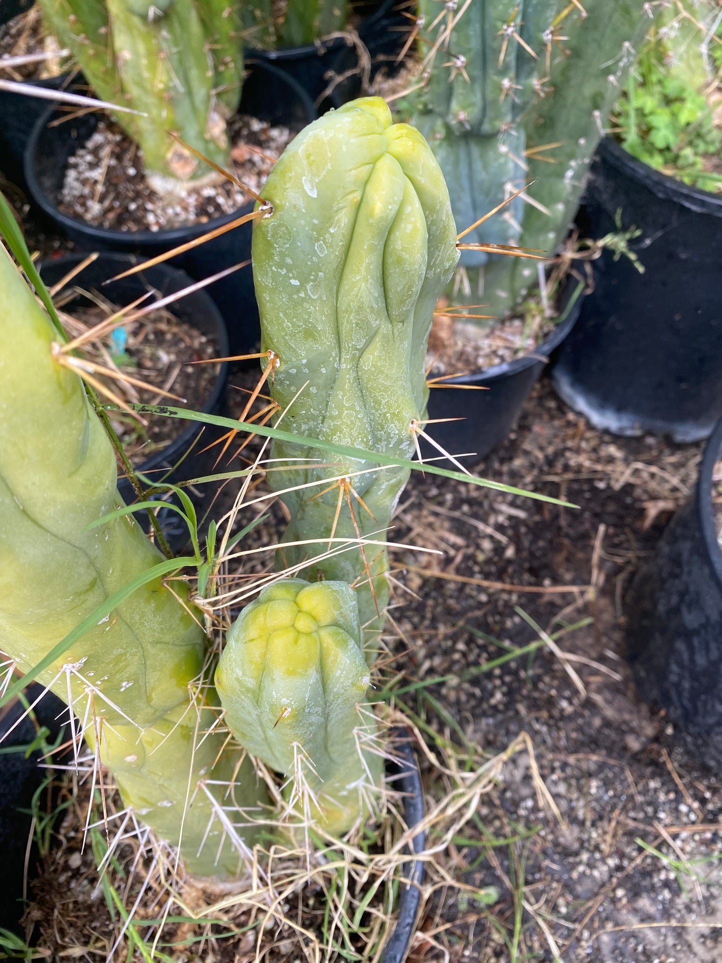 15” T. Bridgesii Monstrose Melted Wax Lotus Land cutting B22