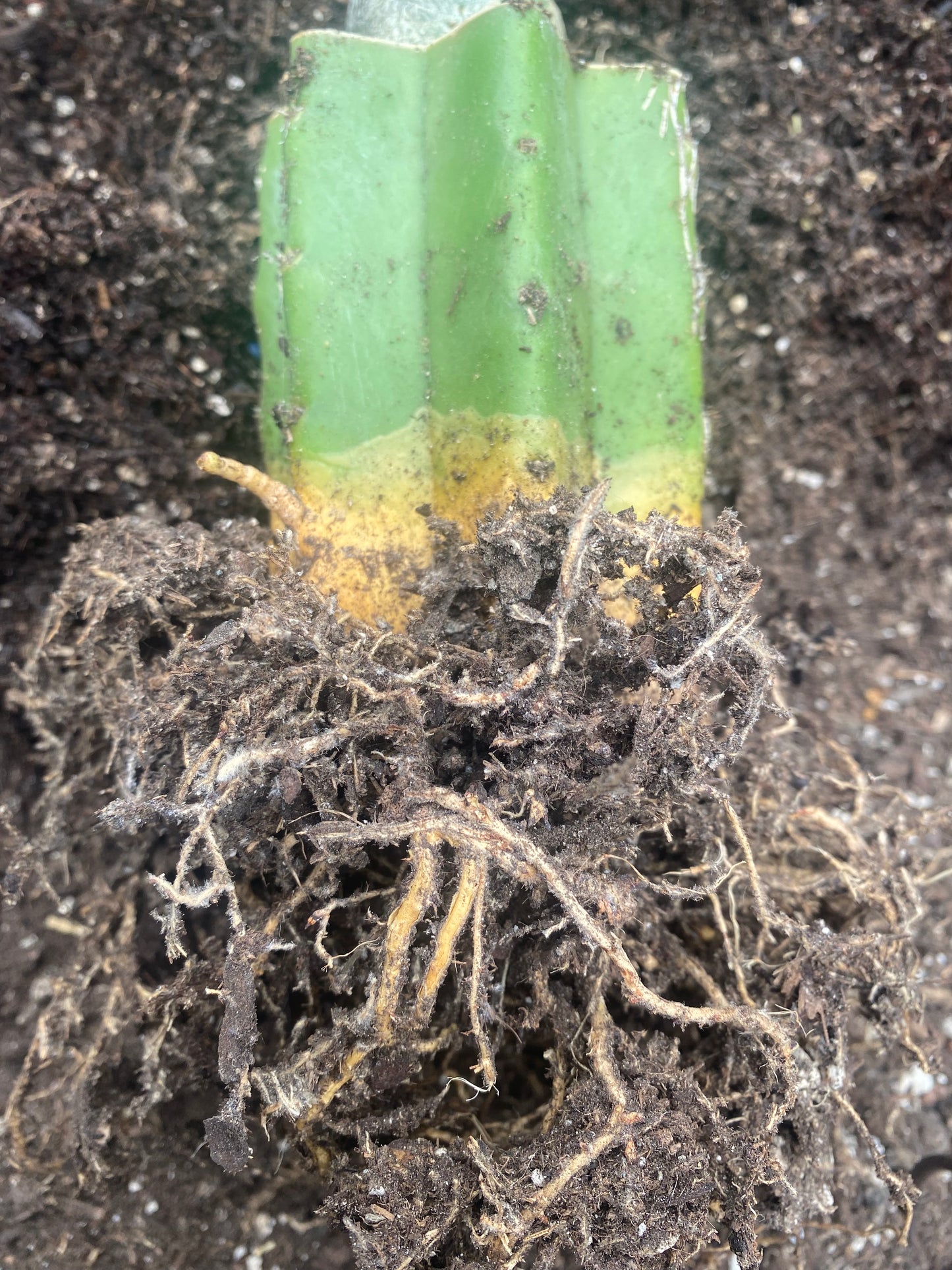 1.69” Grafted L Matucana Madisorium W