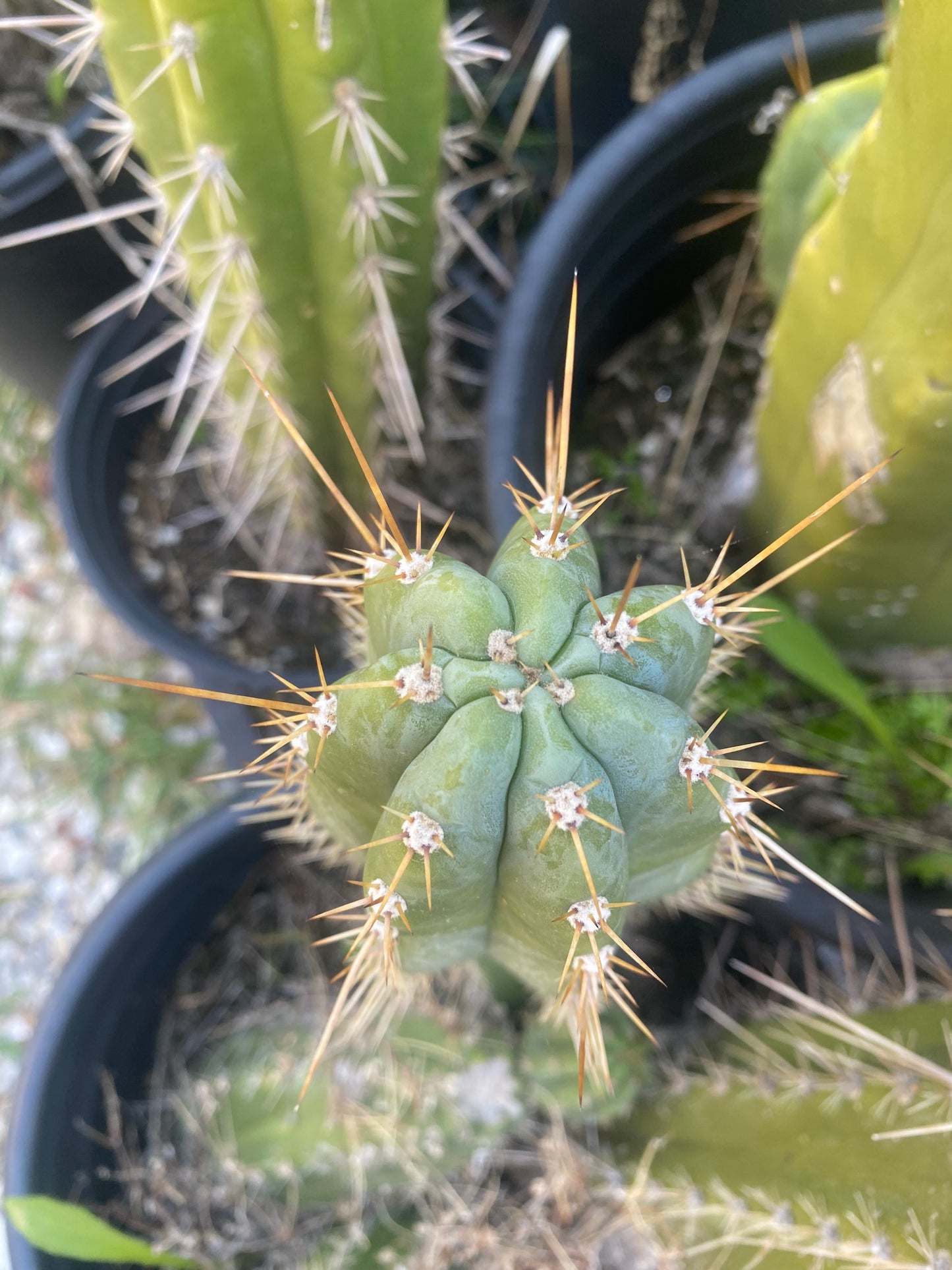 11” T. Pachanoi Matucana cutting