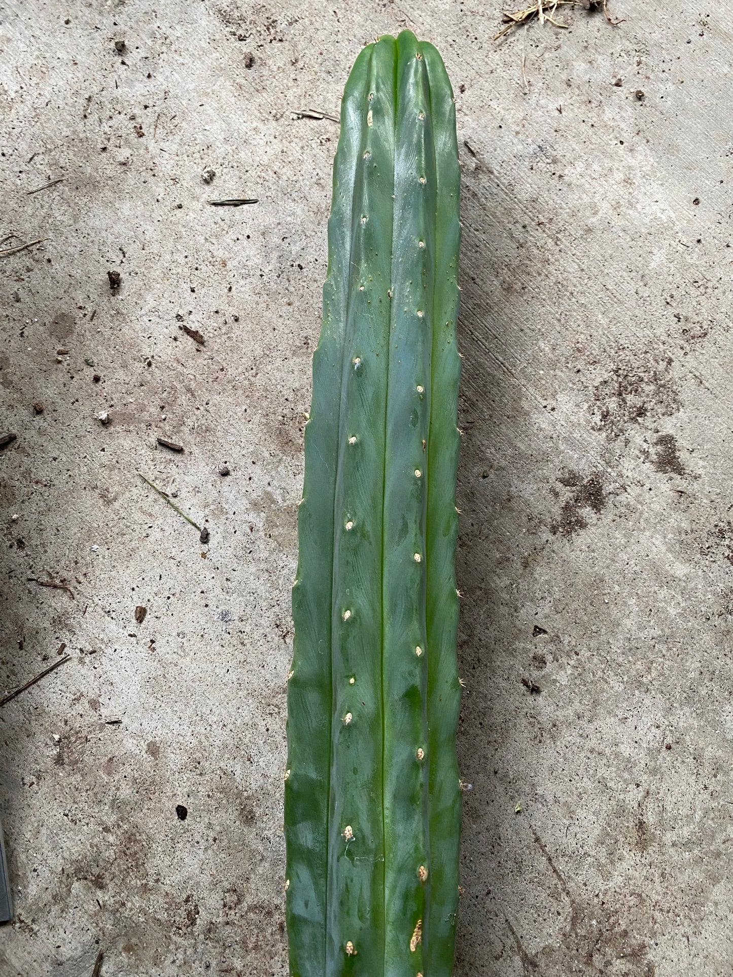 14” San Pedro top cutting