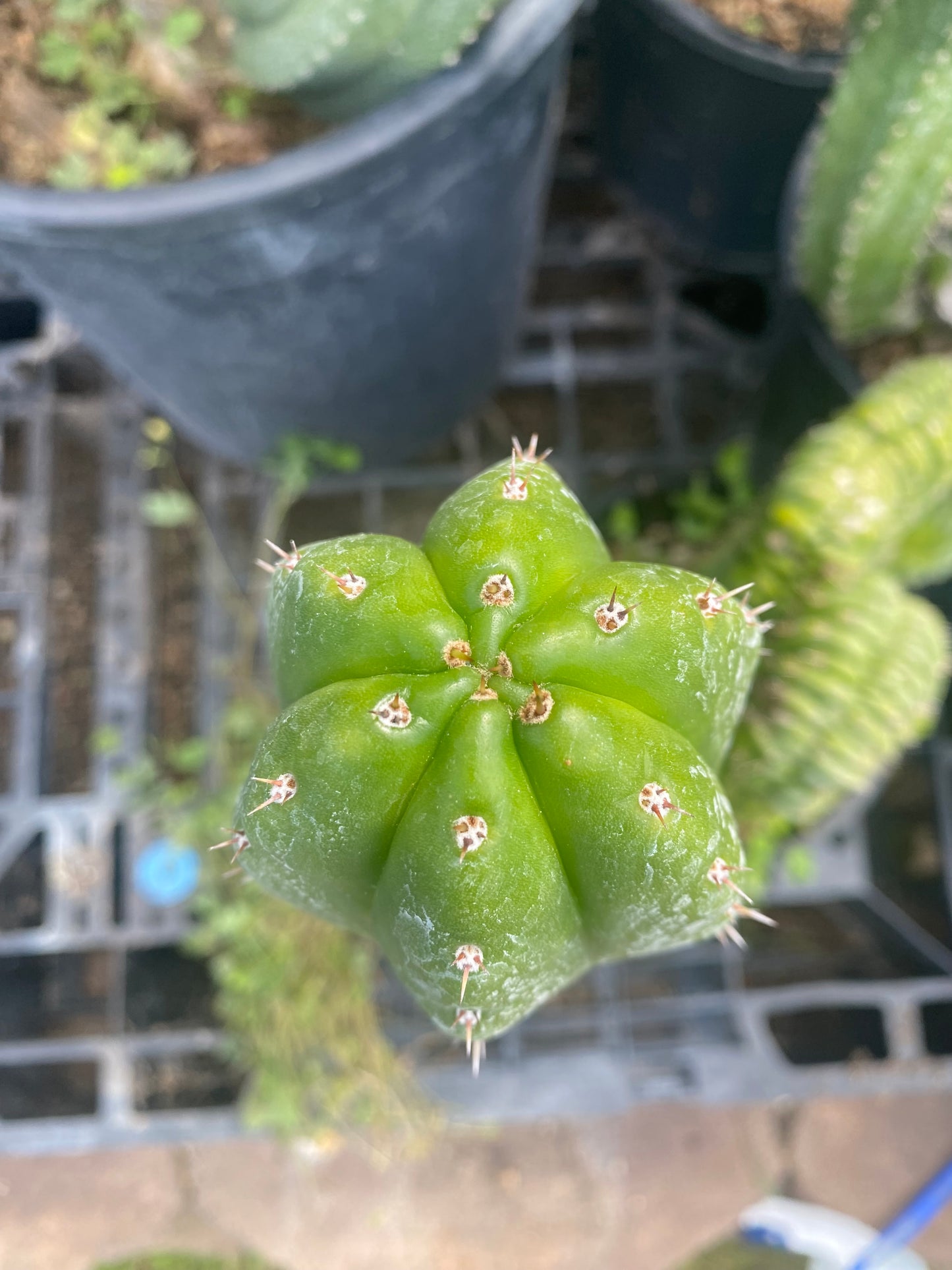 13” T. Pachanoi Monstrose Crest revert cutting