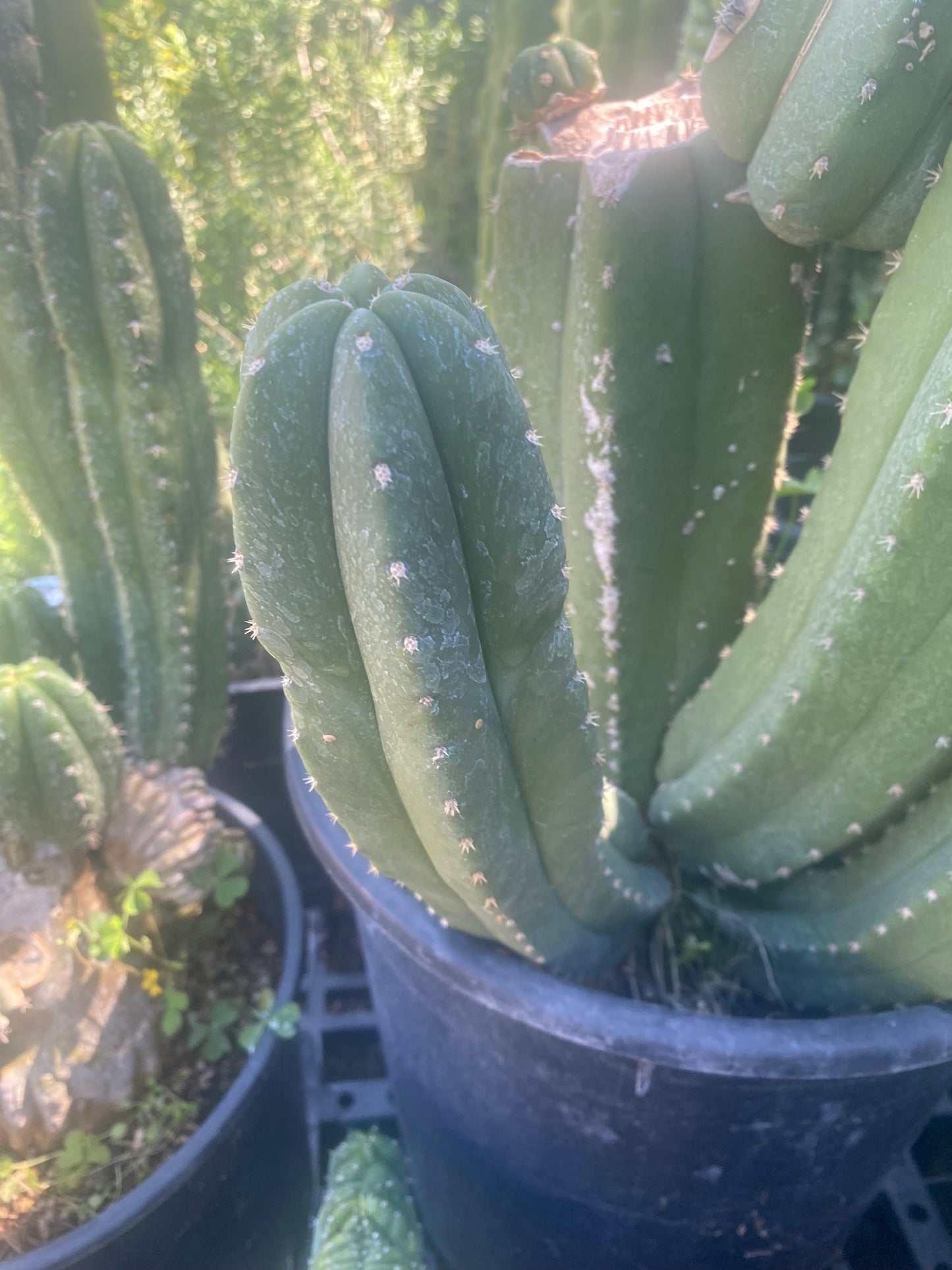 13” T. Pachanoi Cordobensis cutting