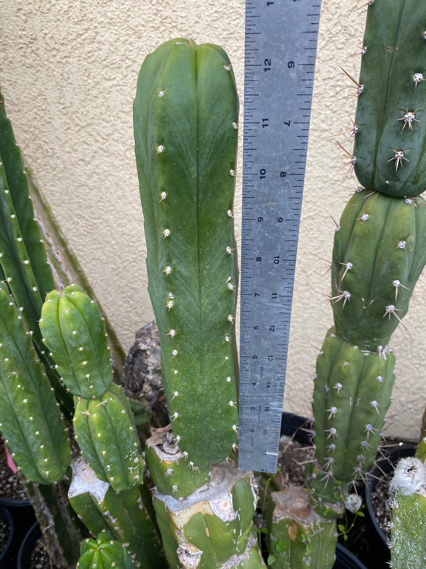 12” T. Field’s Pachanoi x Open cutting