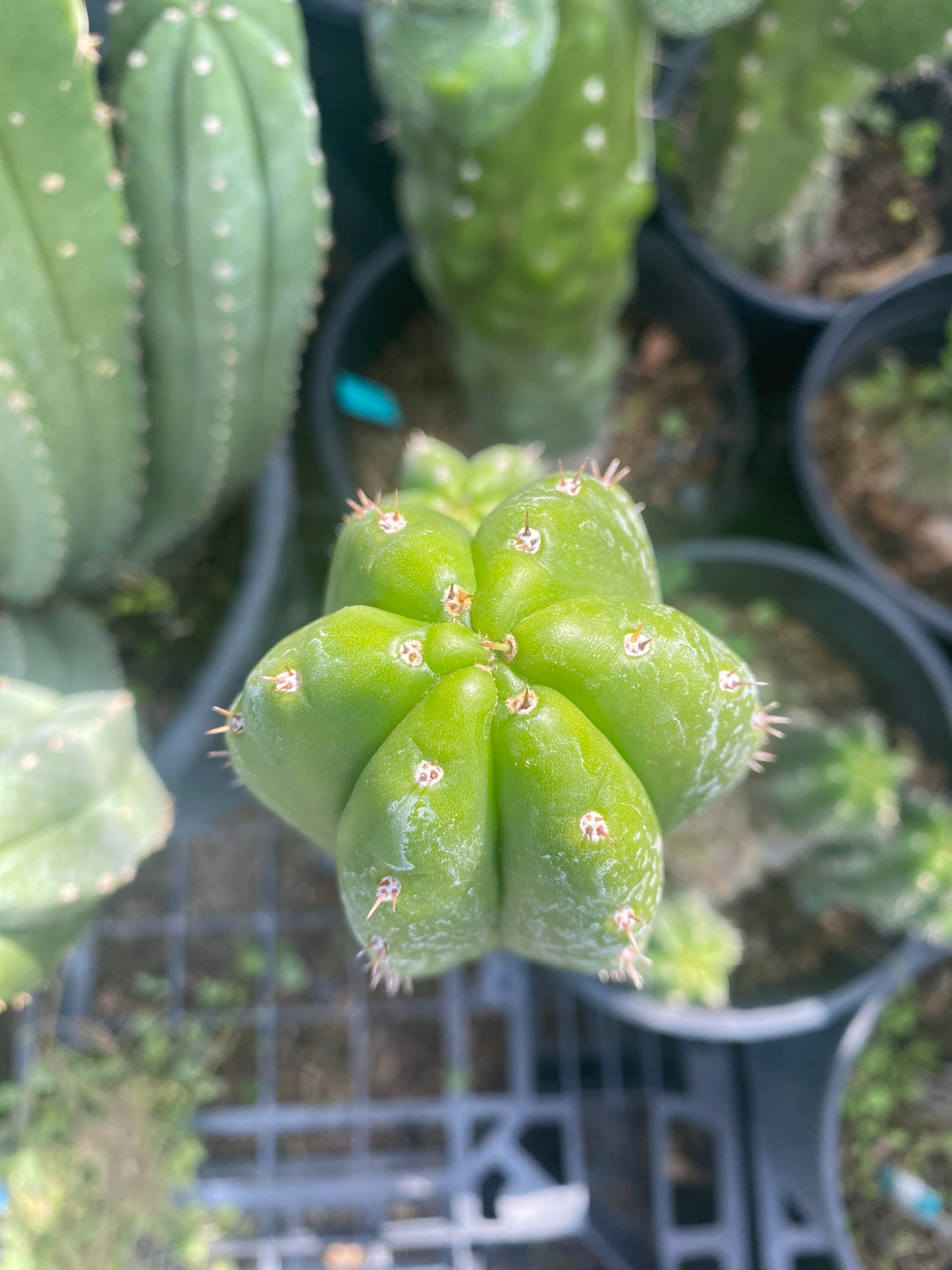 19” T. Pachanoi Monstrose Crest revert cutting
