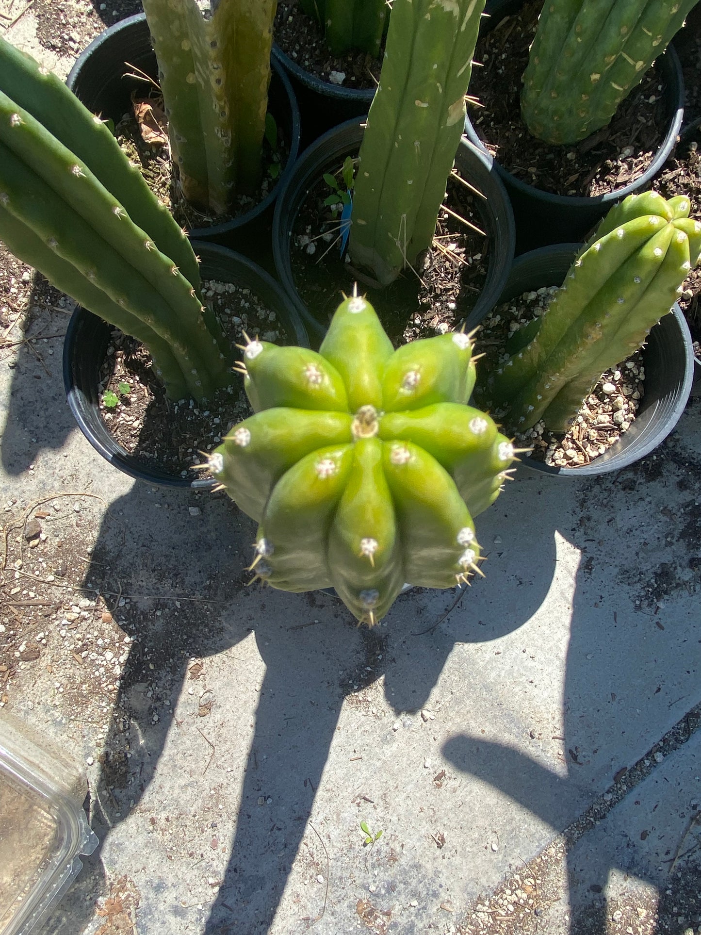 18” Rooted San Pedro with a pup