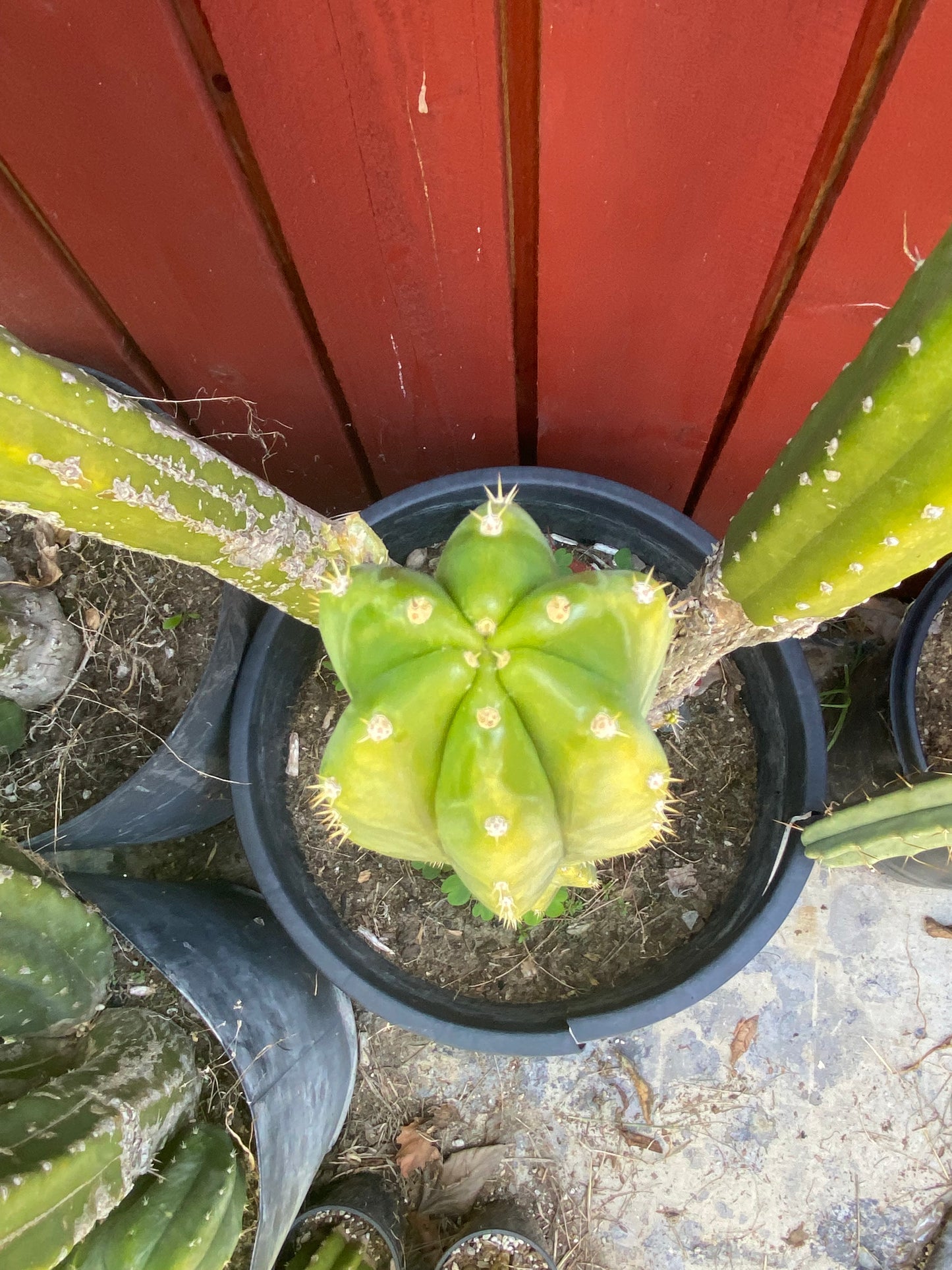 24” San Pedro top cutting