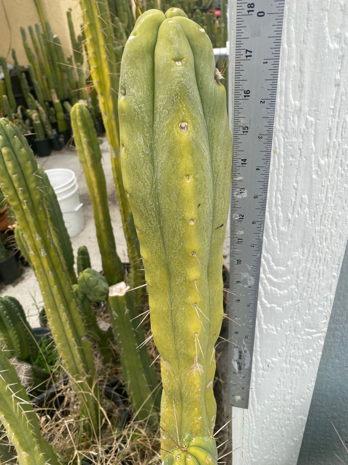 18” T. Bridgesii cutting B01 flowering tip