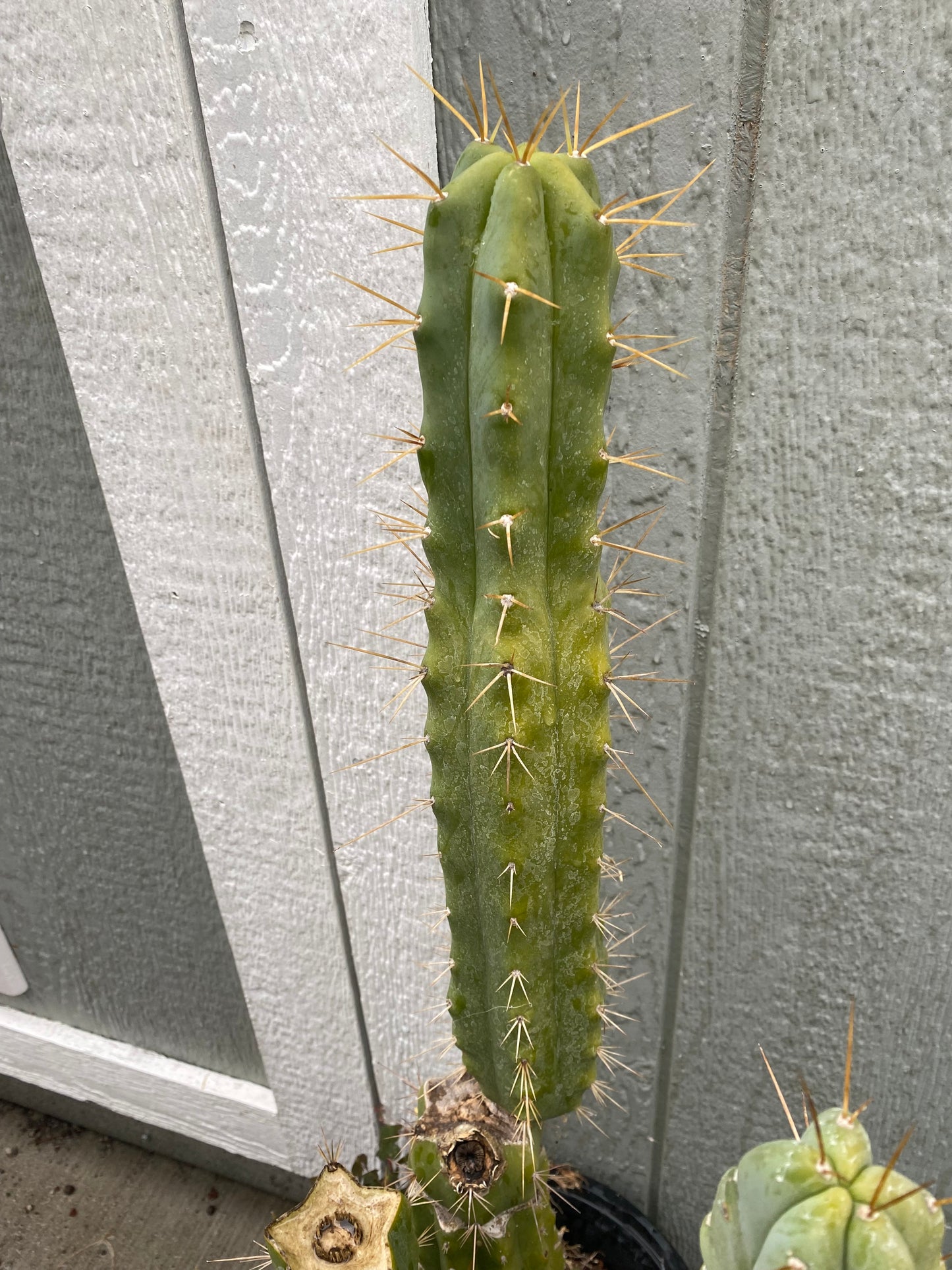 15” T. Bridgesii Kakteen.K. cutting B41