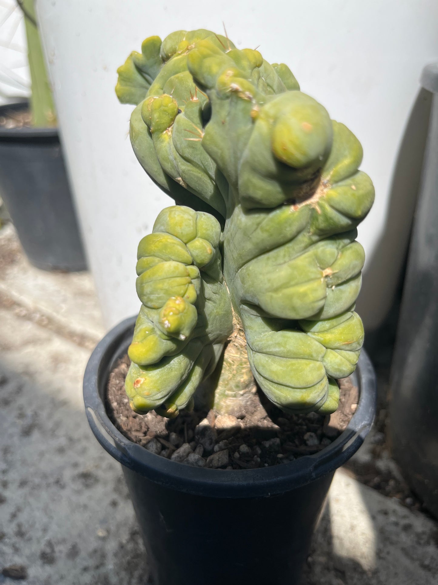 7” tall T. Bridgesii Monstrose Crest cutting