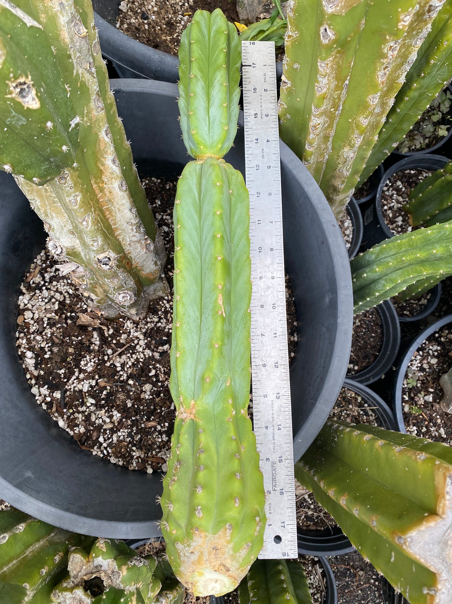 18” San Pedro top cutting