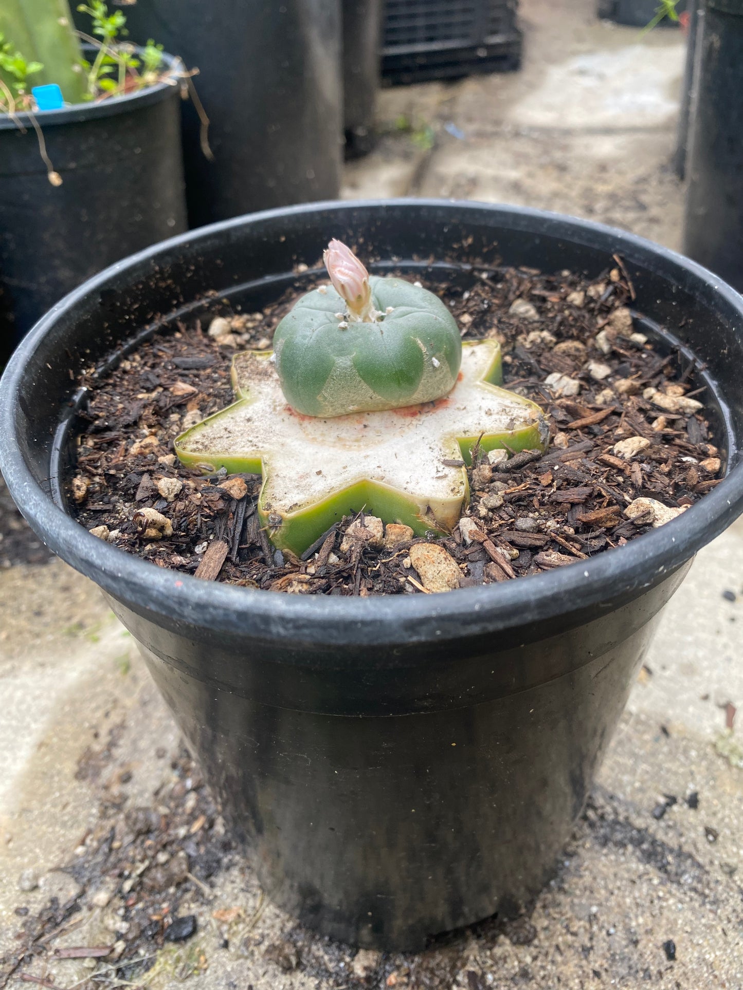 1.69” Grafted L Matucana Madisorium W