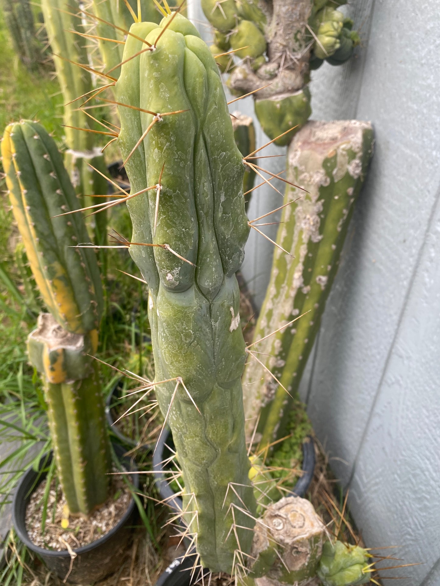 17 1/2” T. Bridgesii cutting B08