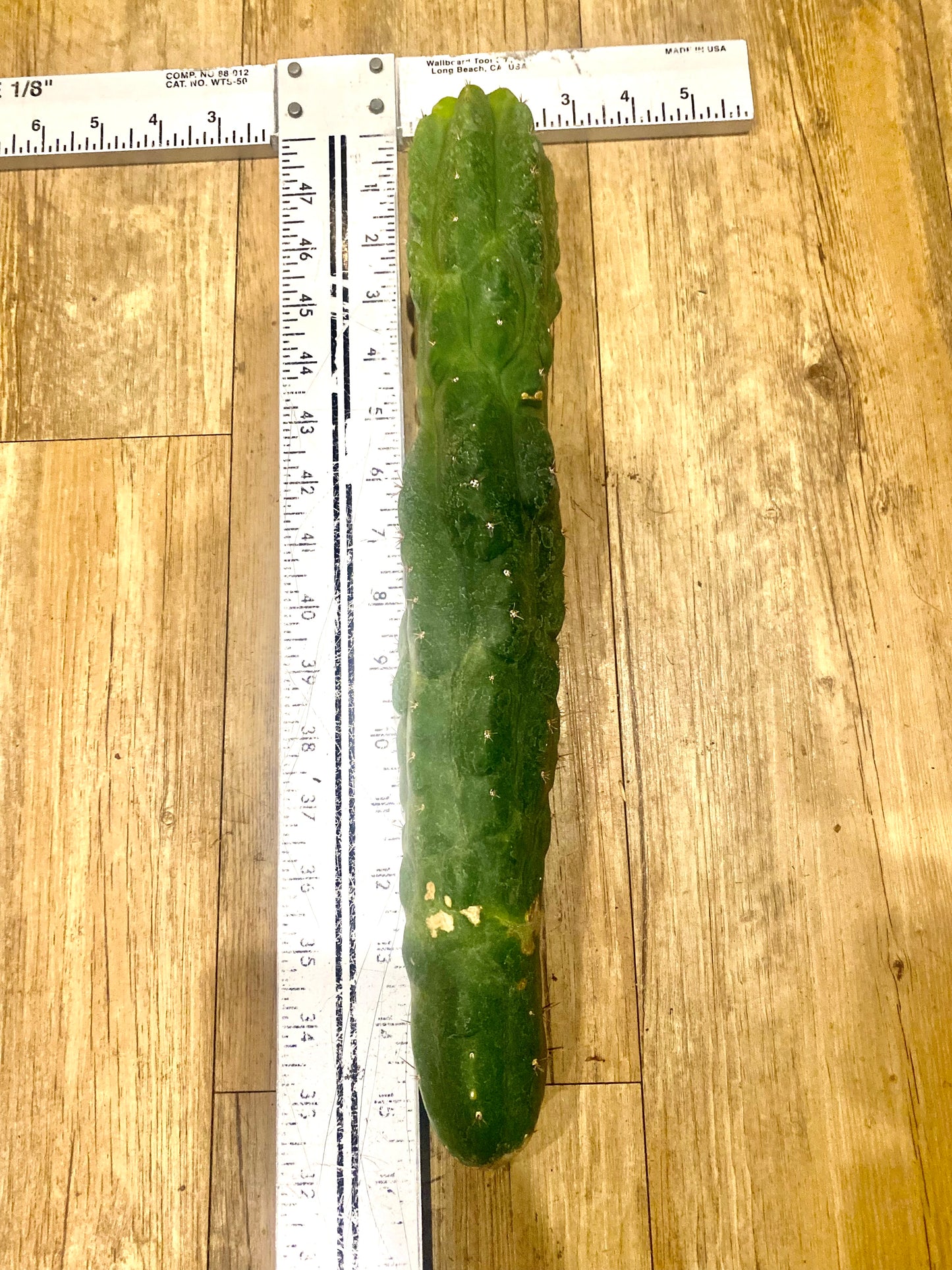 15 1/2” T. Pachanoi Monstrose cutting