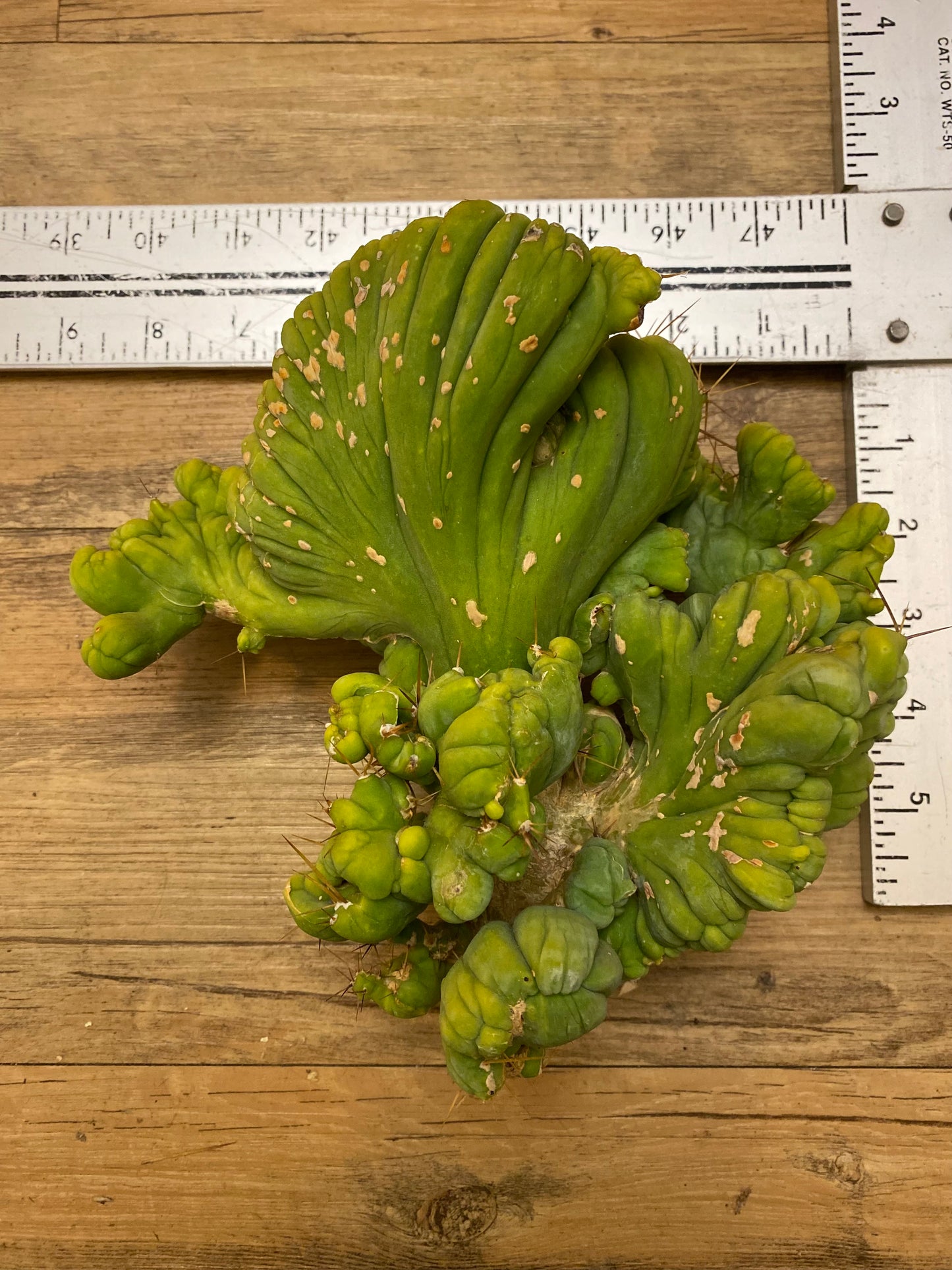 8 1/2” wide T. Bridgesii Monstrose Crest cutting with roots showing
