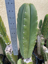 Load image into Gallery viewer, 13” Huanucoensis x T. Scopulicola cutting