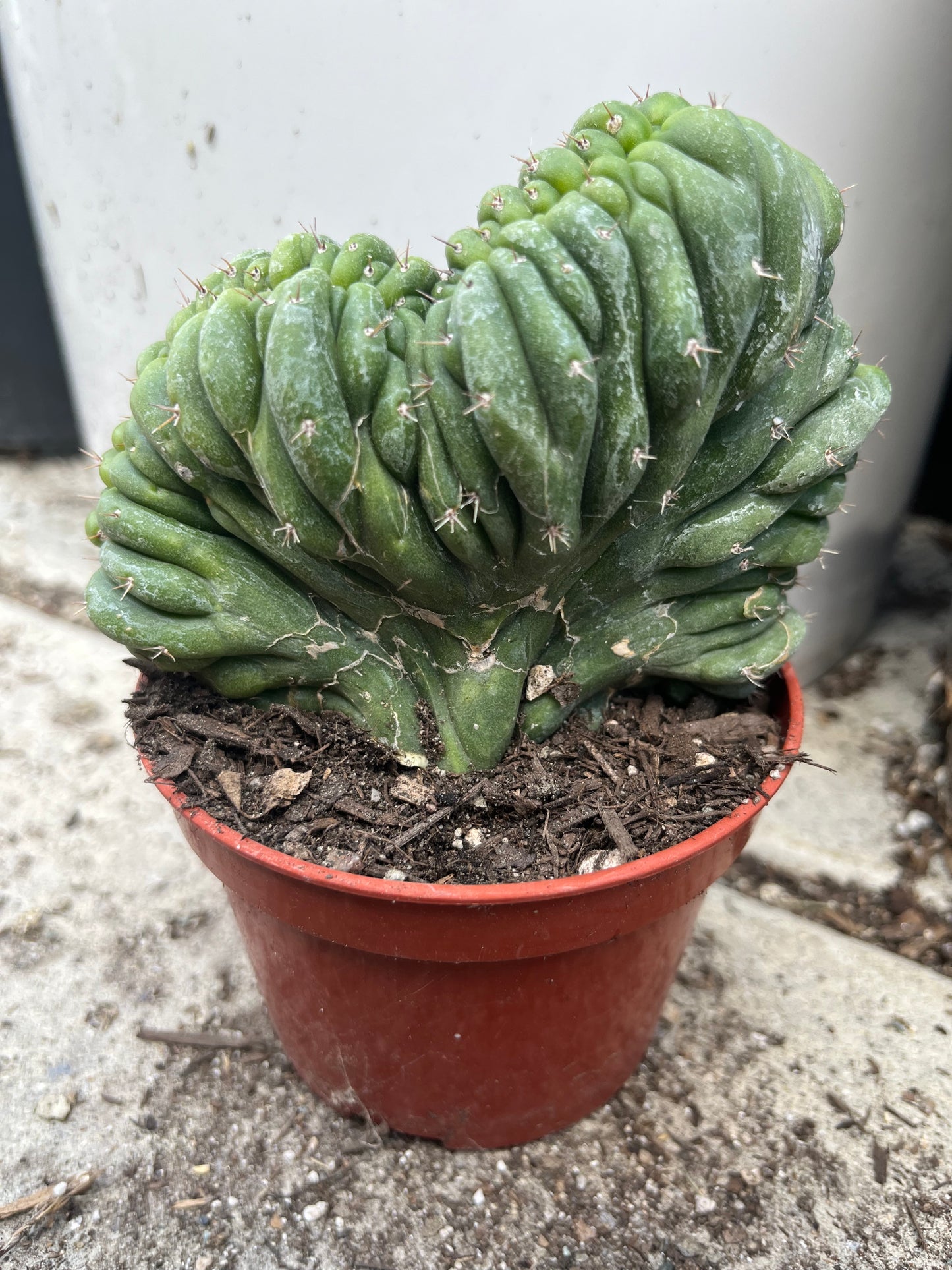 T. Pachanoi Monstrose Crest cutting