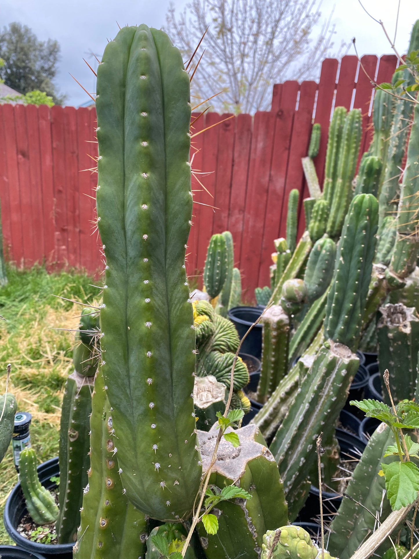 17” San Pedro top cutting