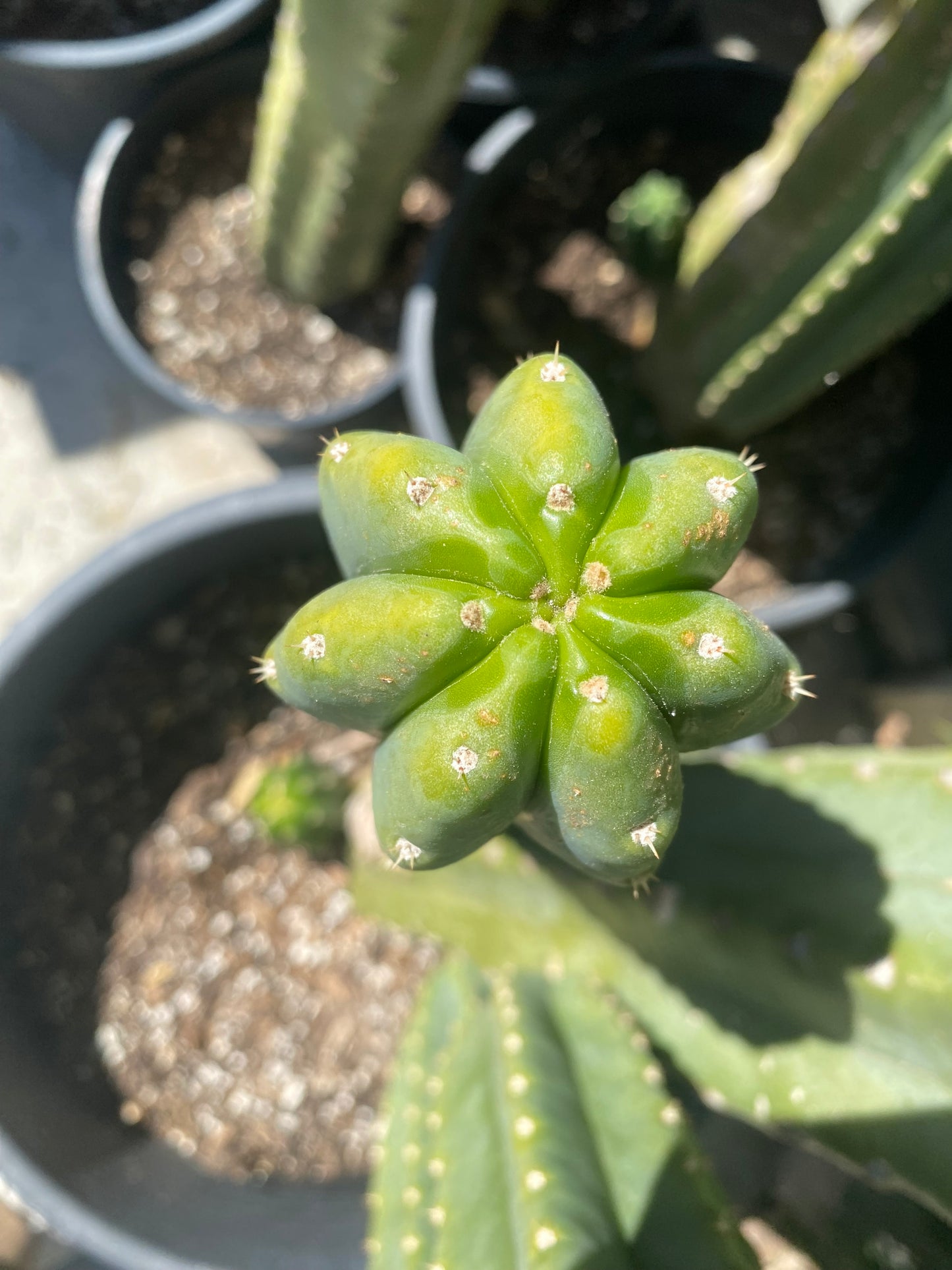 16 1/2” San Pedro top cutting
