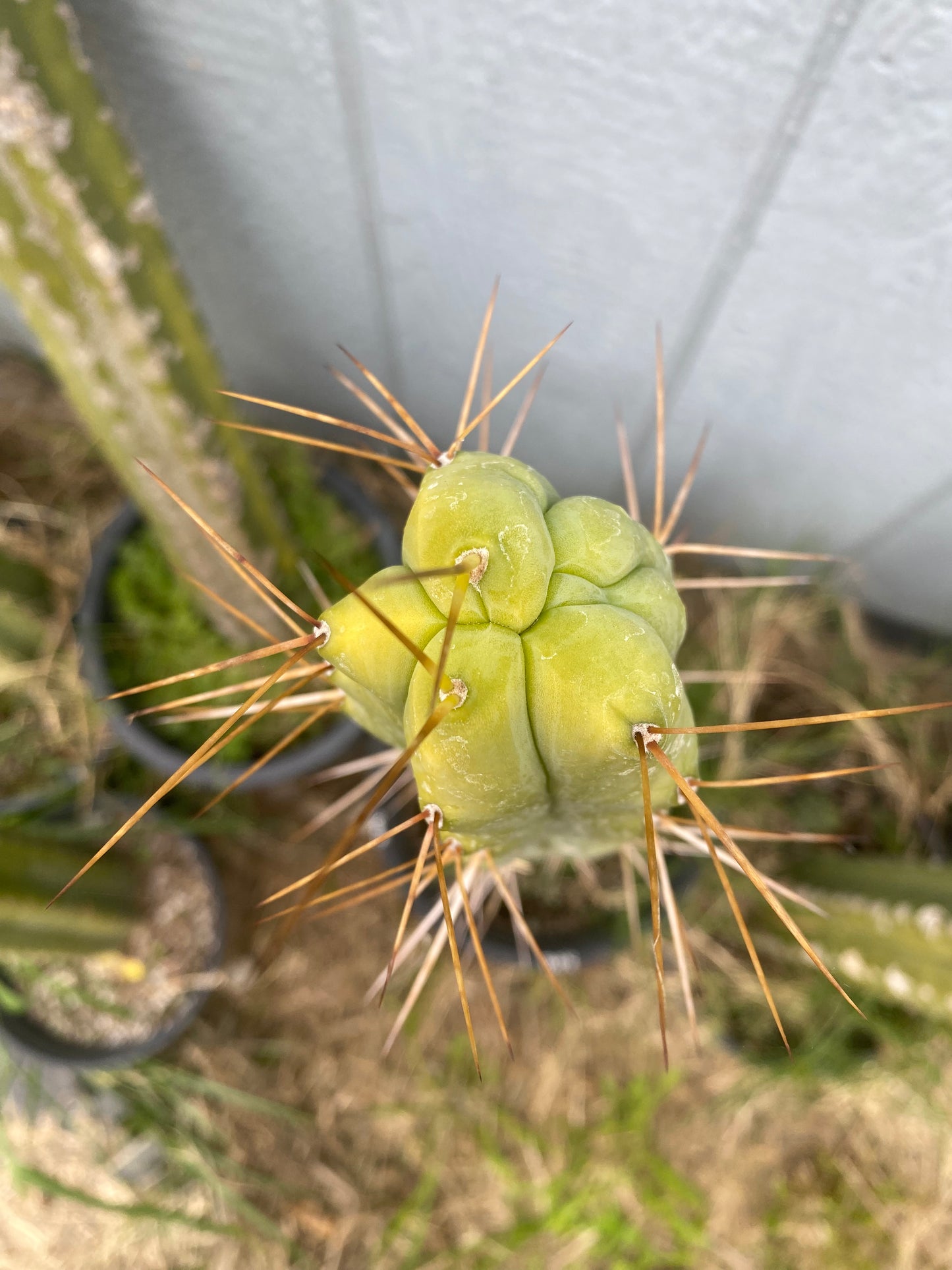 17 1/2” T. Bridgesii cutting B08
