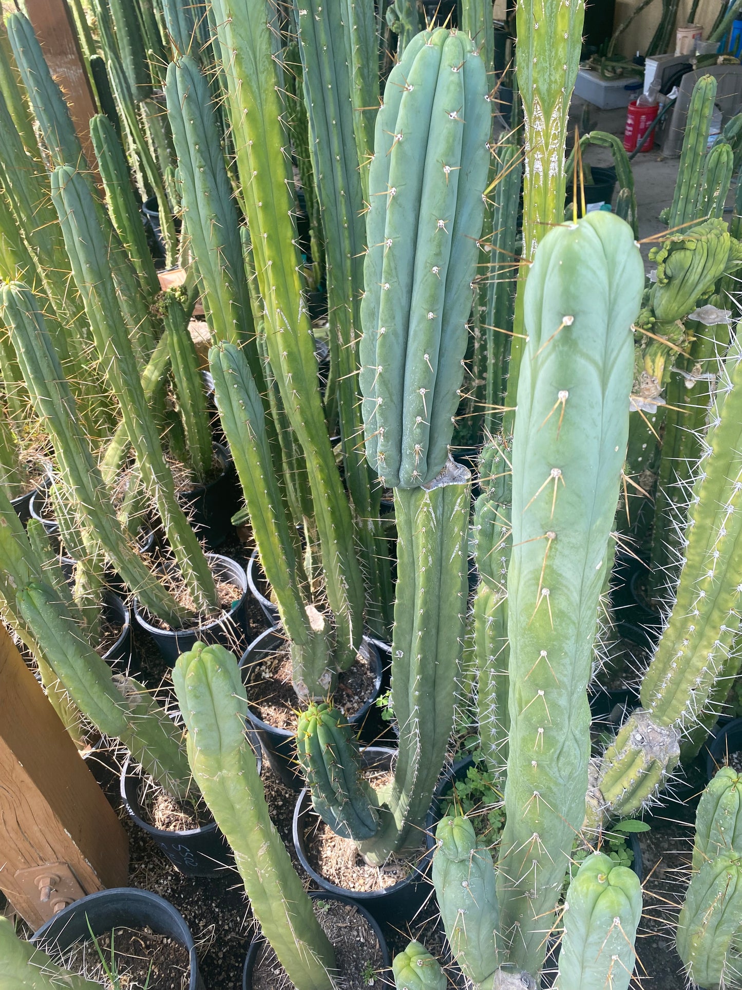 12” T. Bridgesii Australian Angela cutting B40