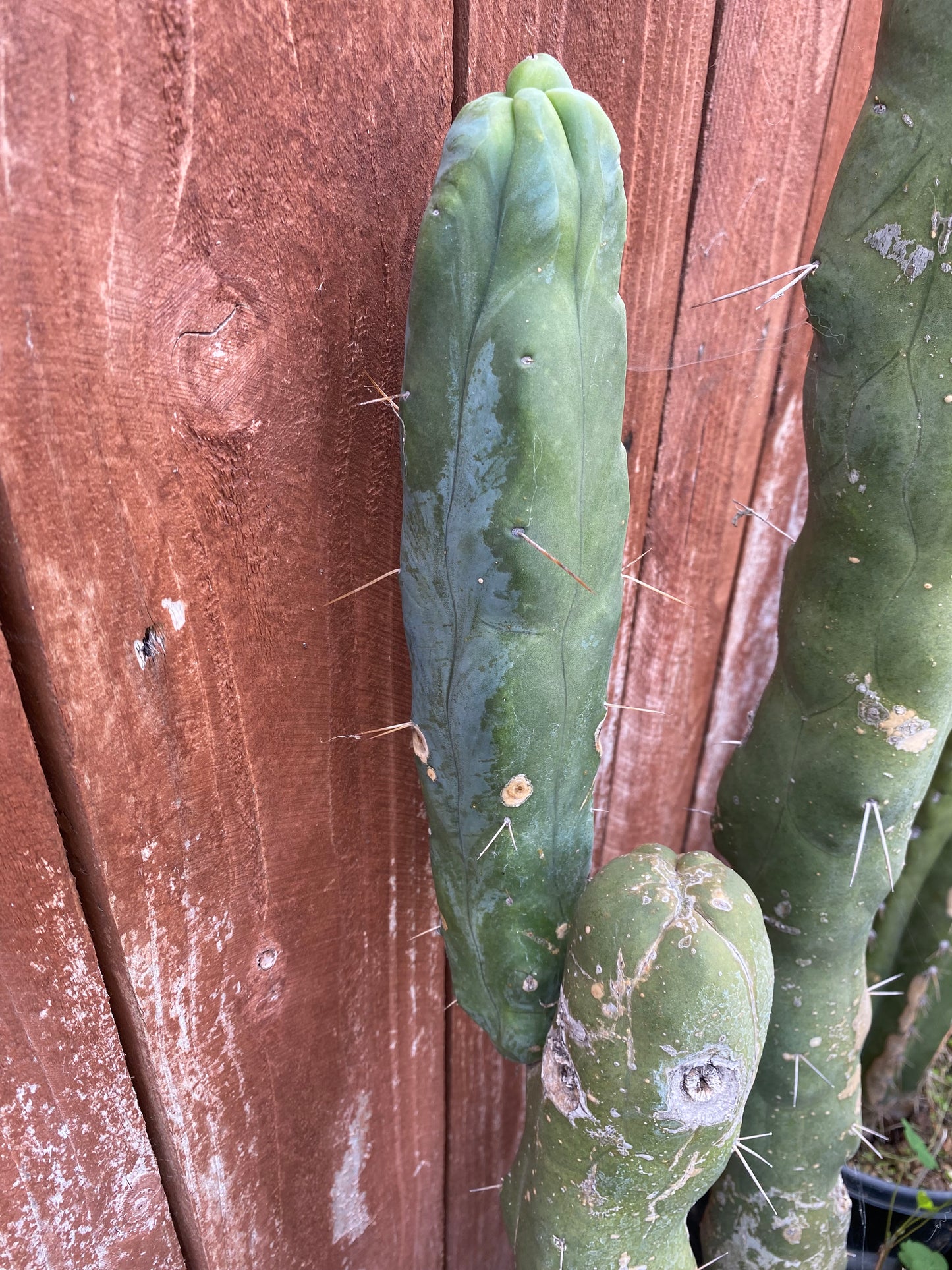12” T. Bridgesii Monstrose Melted Wax cutting B29