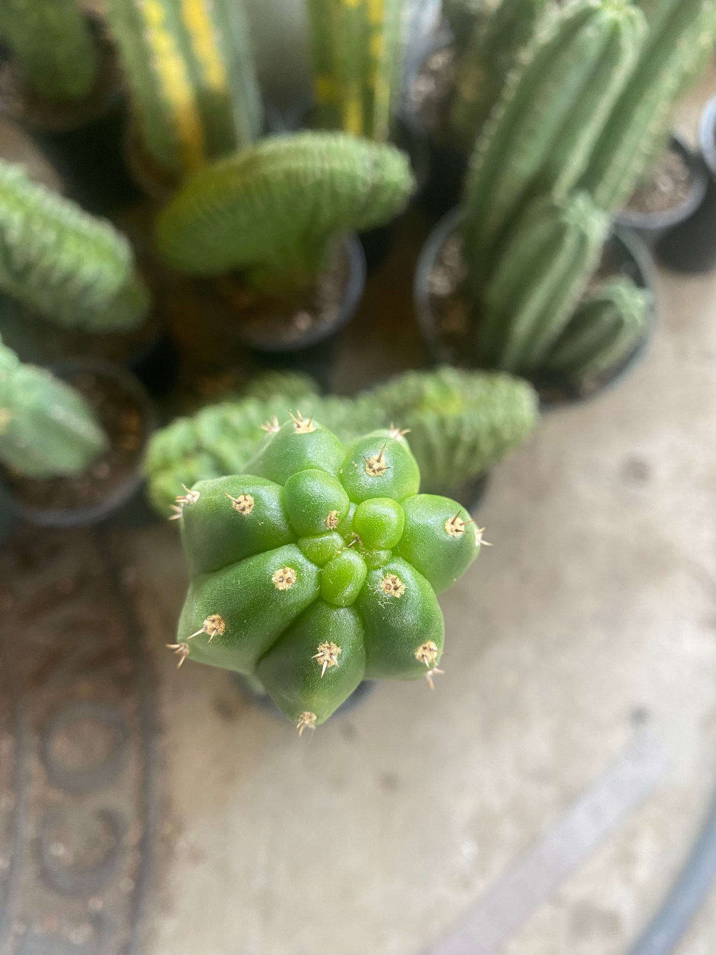18 1/2” T. Pachanoi Monstrose cutting
