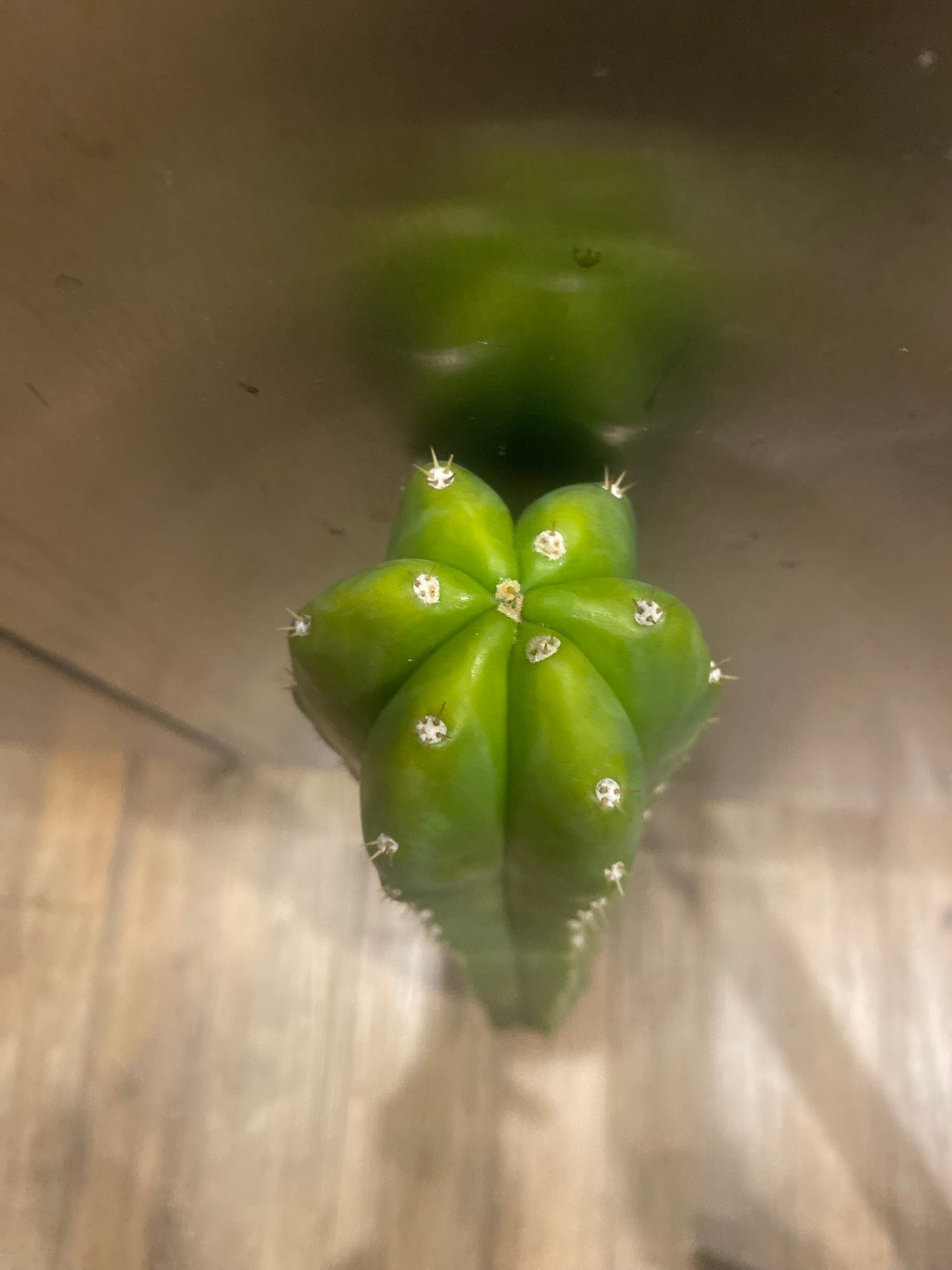 20” San Pedro top cutting