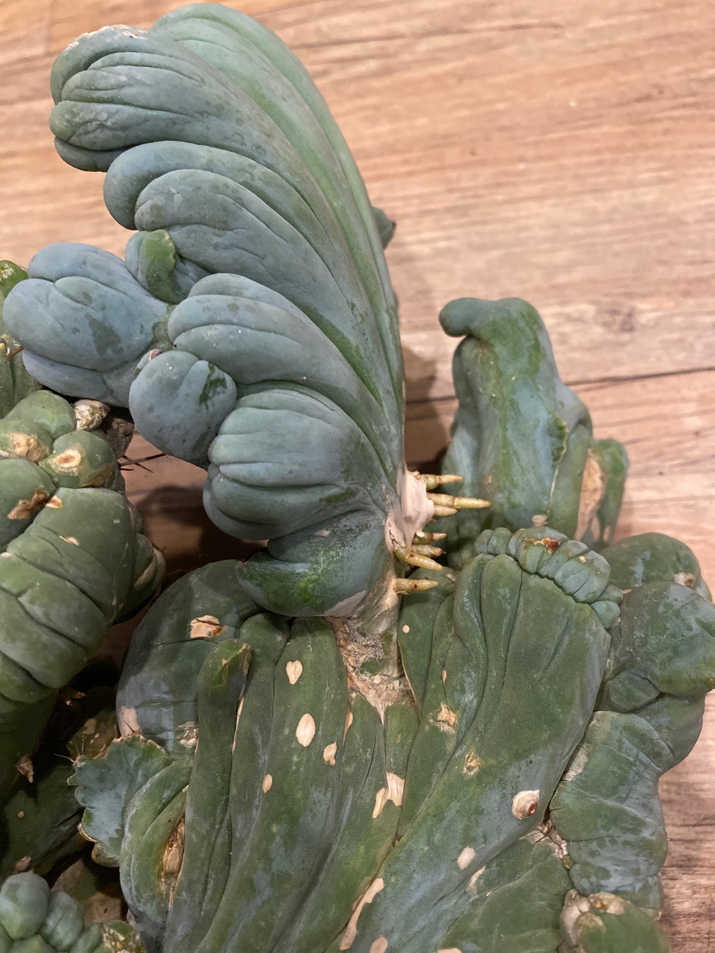 10” tall T. Bridgesii Monstrose Crest cutting with roots showing