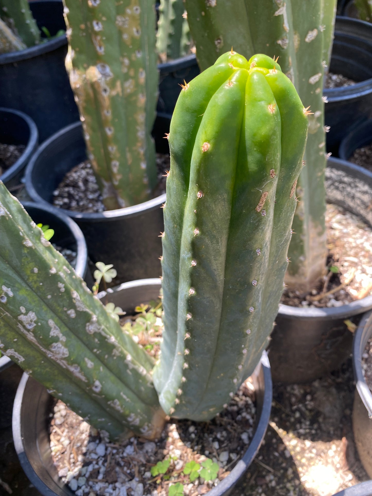 12” San Pedro top cutting