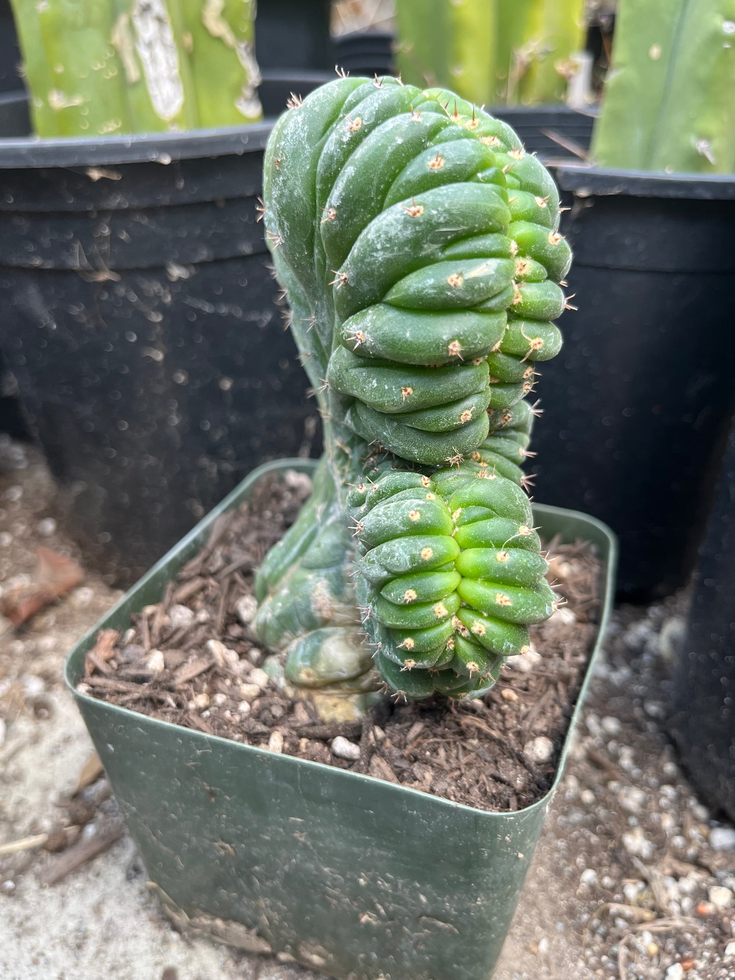 T. Pachanoi Monstrose Crest cutting