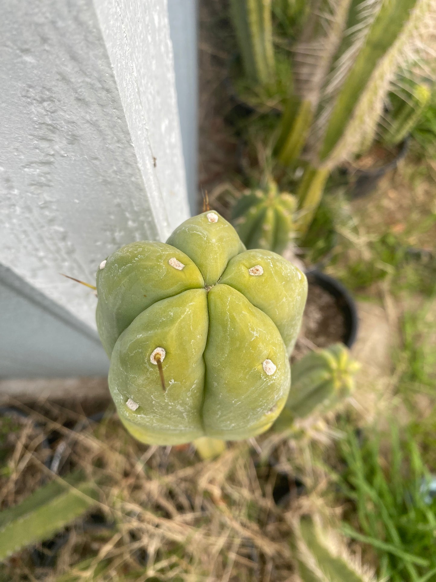 18” T. Bridgesii cutting B01 flowering tip