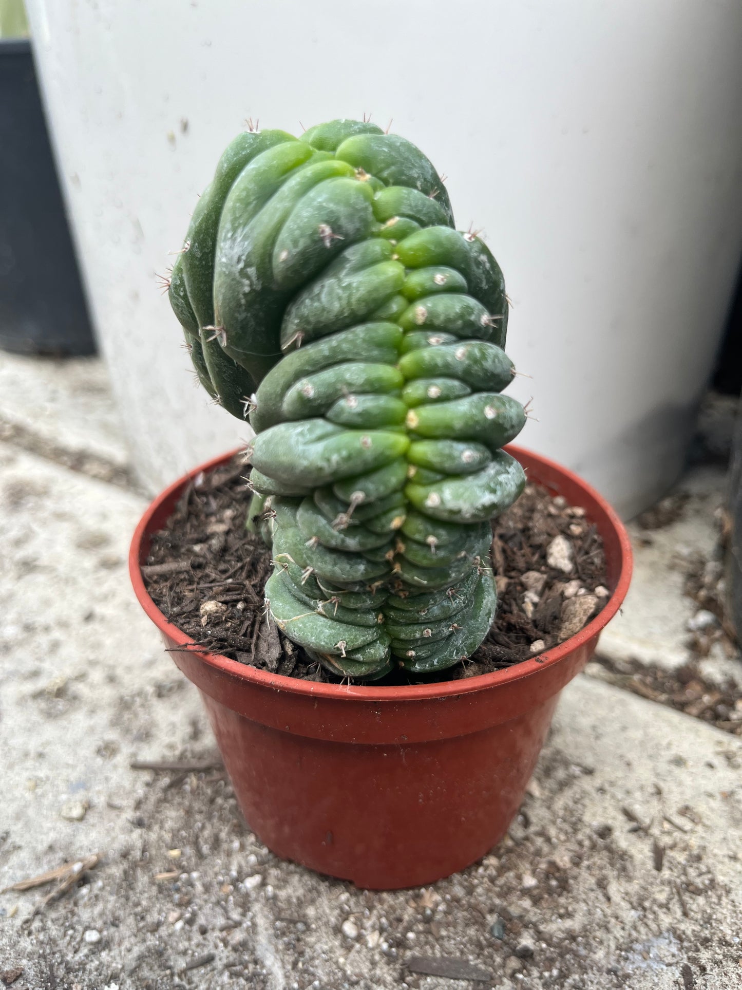 T. Pachanoi Monstrose Crest cutting