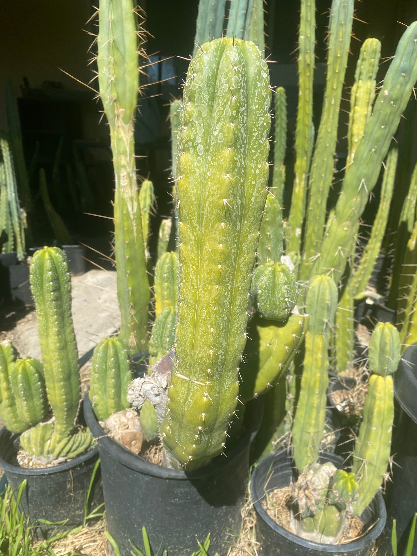 15” Pachanoi Monstrose clone B cutting