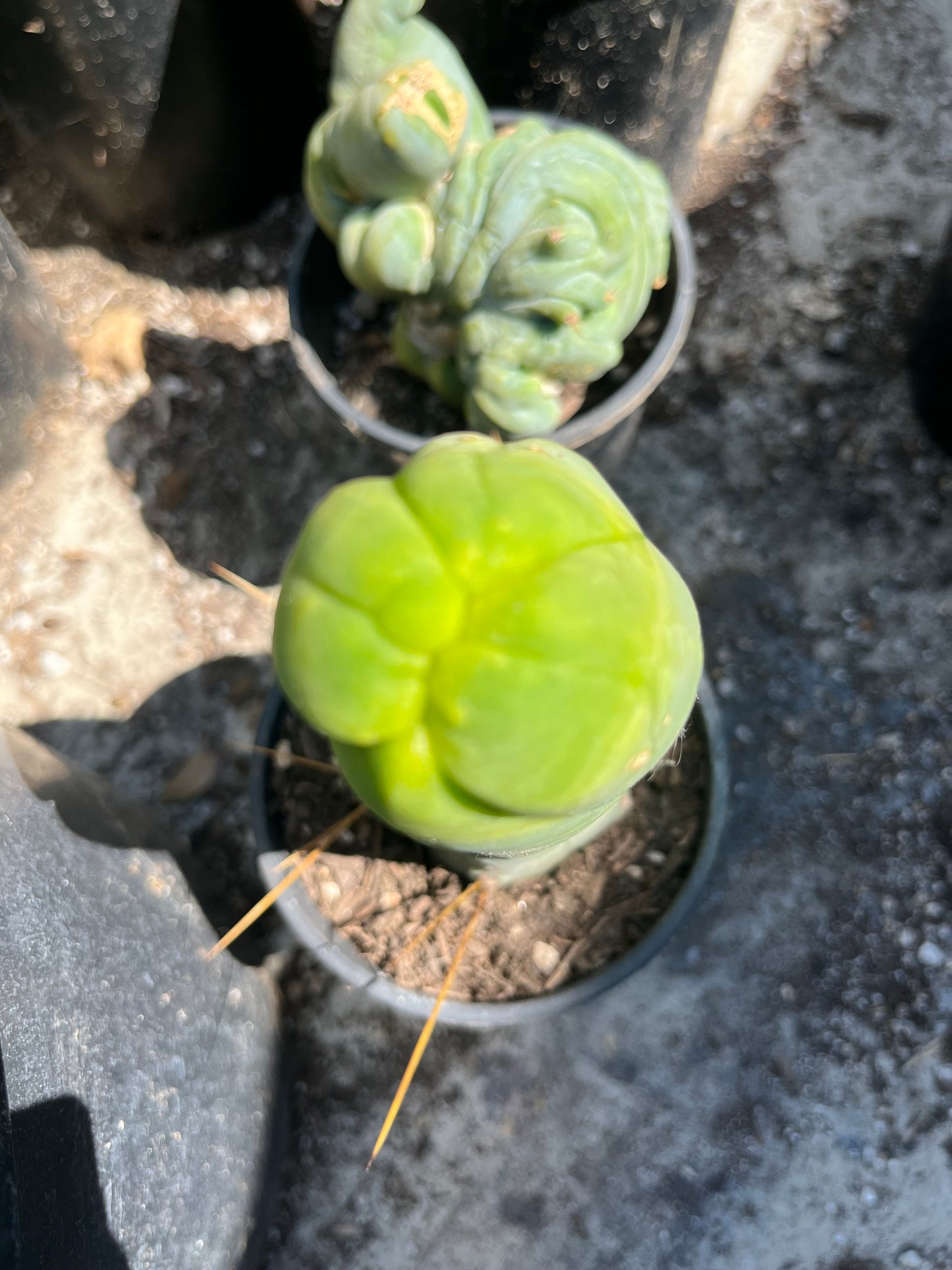 8” Bridgesii Monstrose Long or clone A cutting