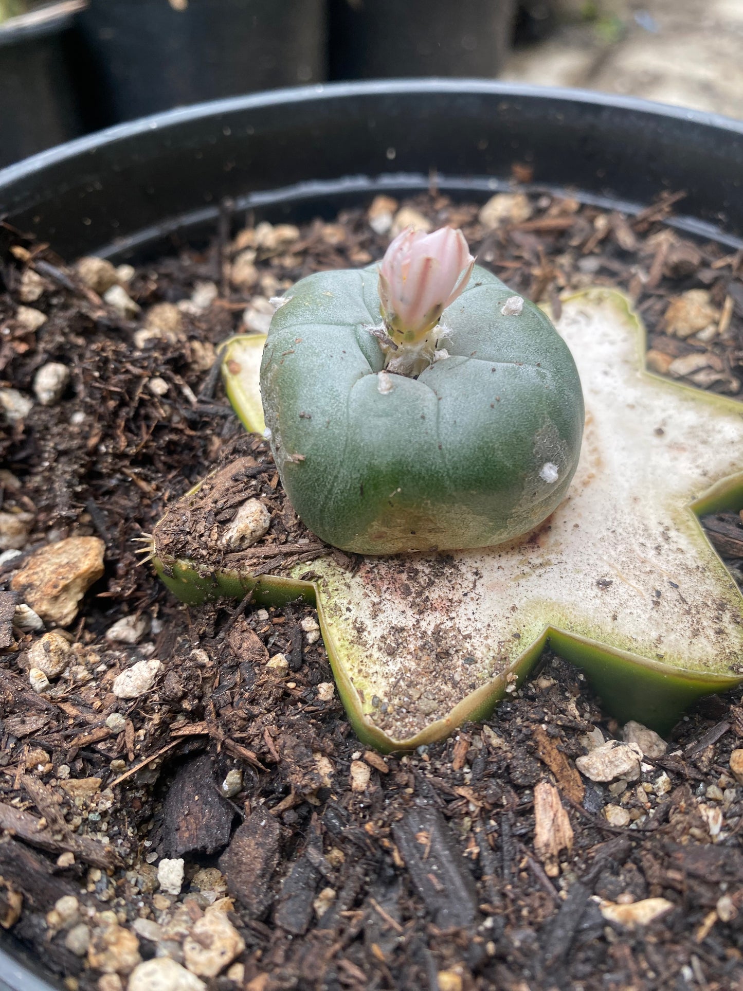 1.69” Grafted L Matucana Madisorium W