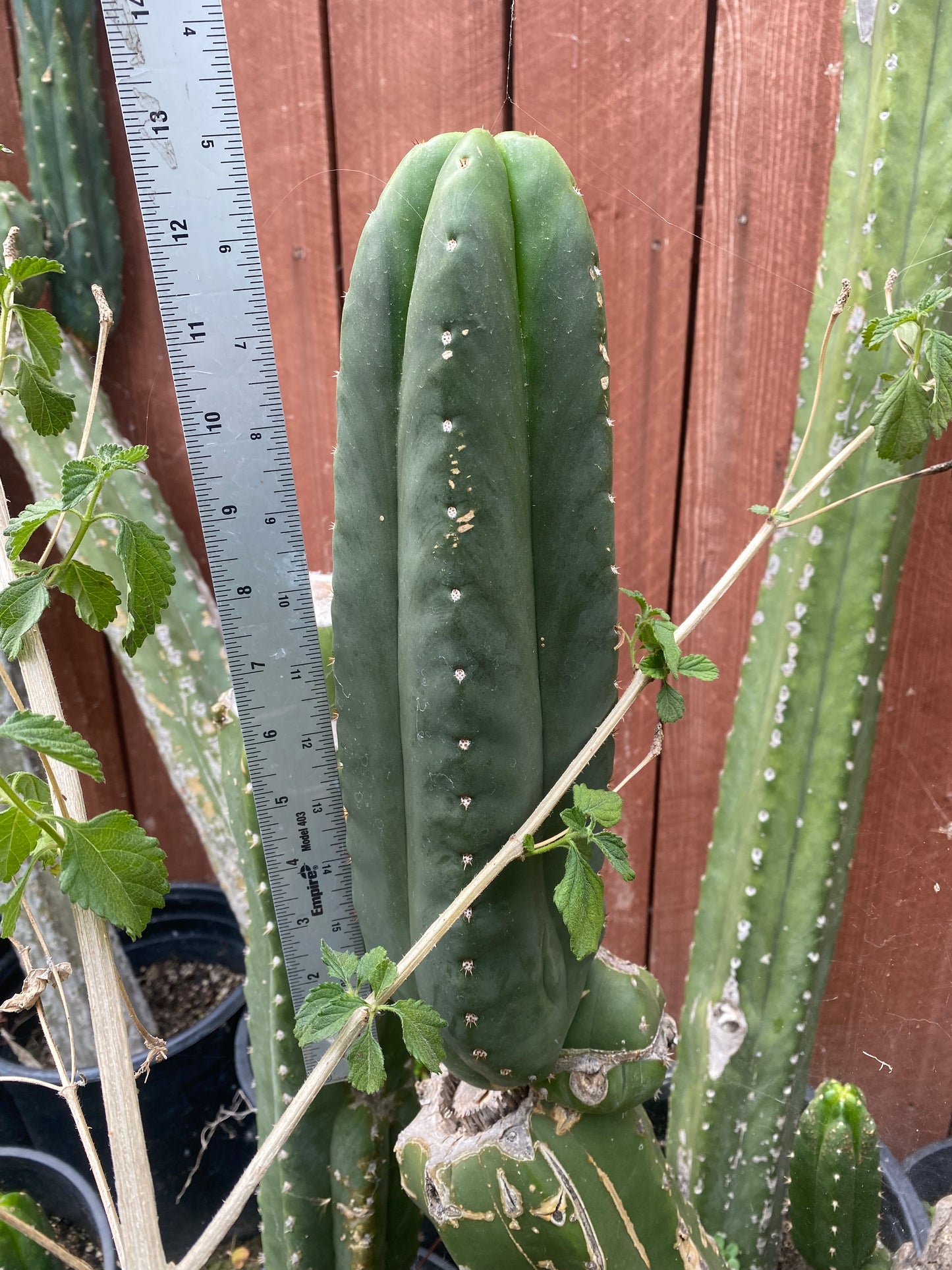 13” T. Scopulicola cutting