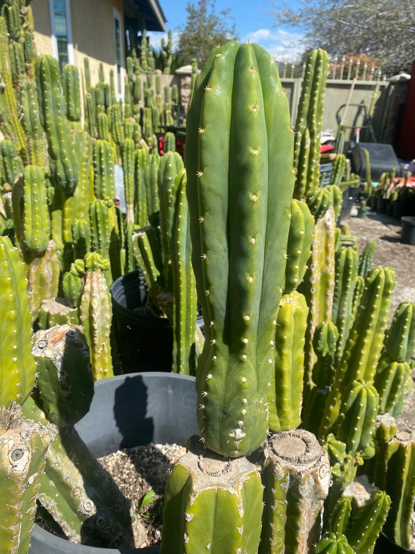 14 1/2” San Pedro top cutting flowering tip