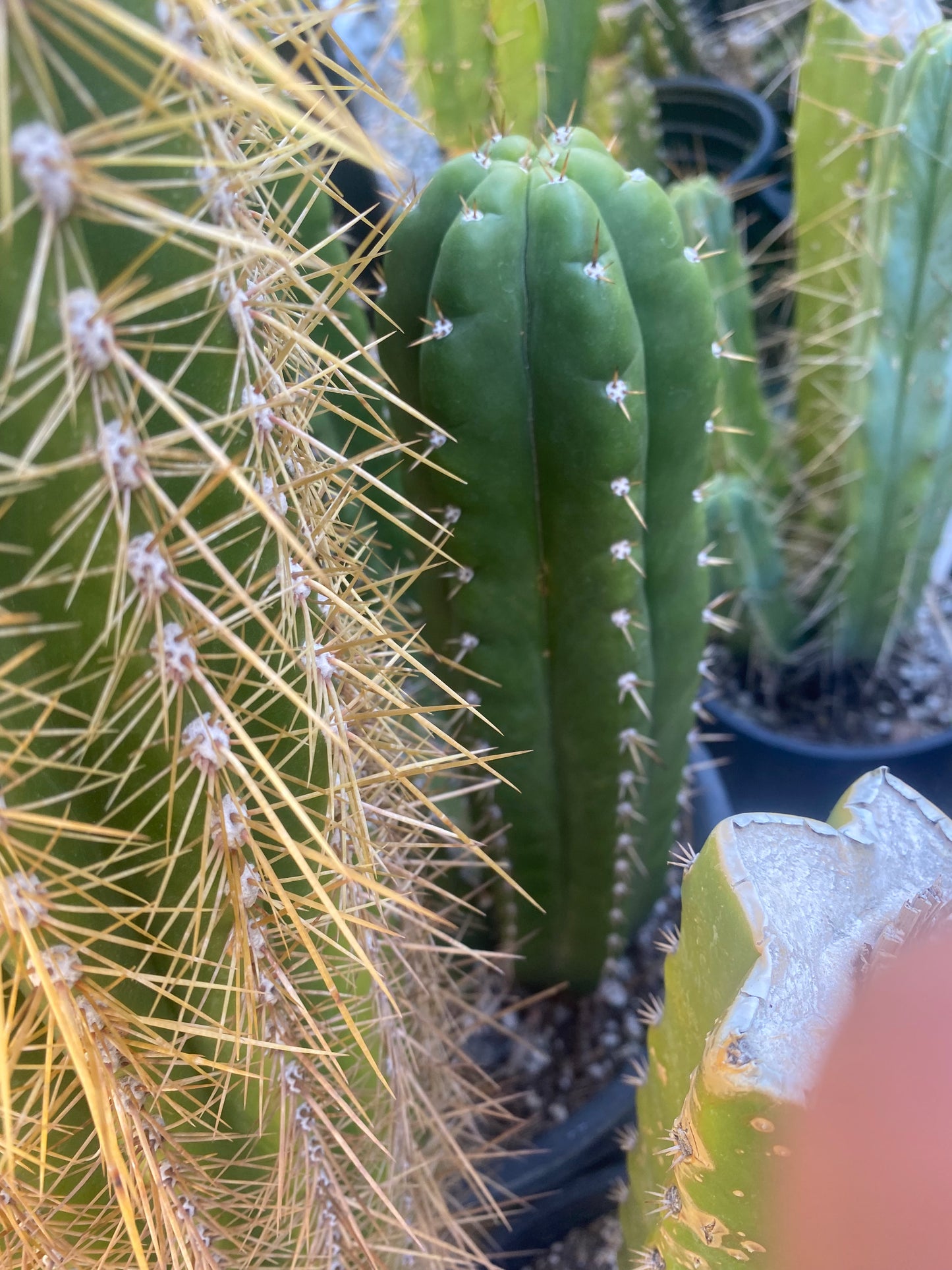 14 1/2” T. Pachanoi Monstrose Crest revert cutting