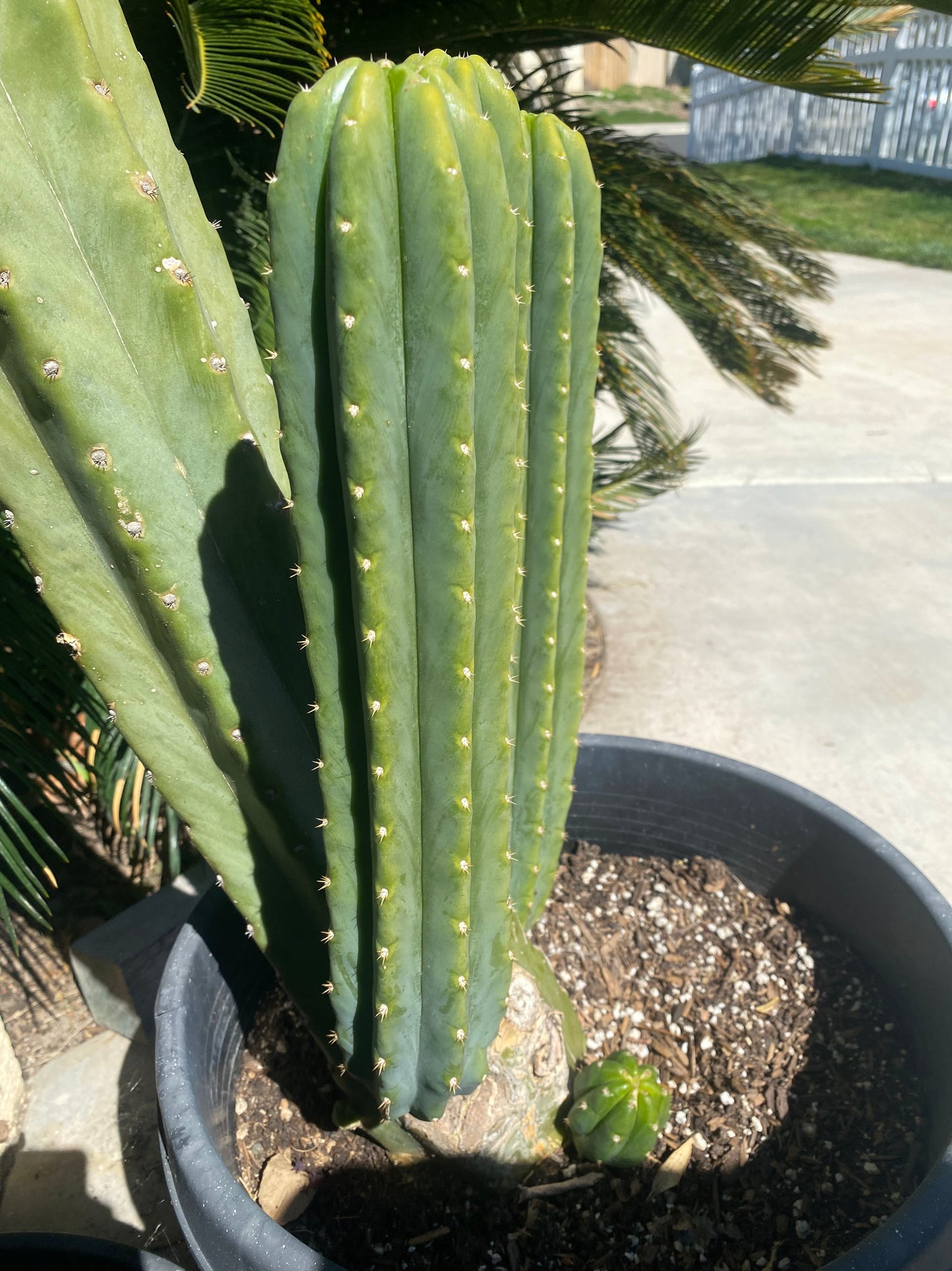 16 1/2” San Pedro top cutting