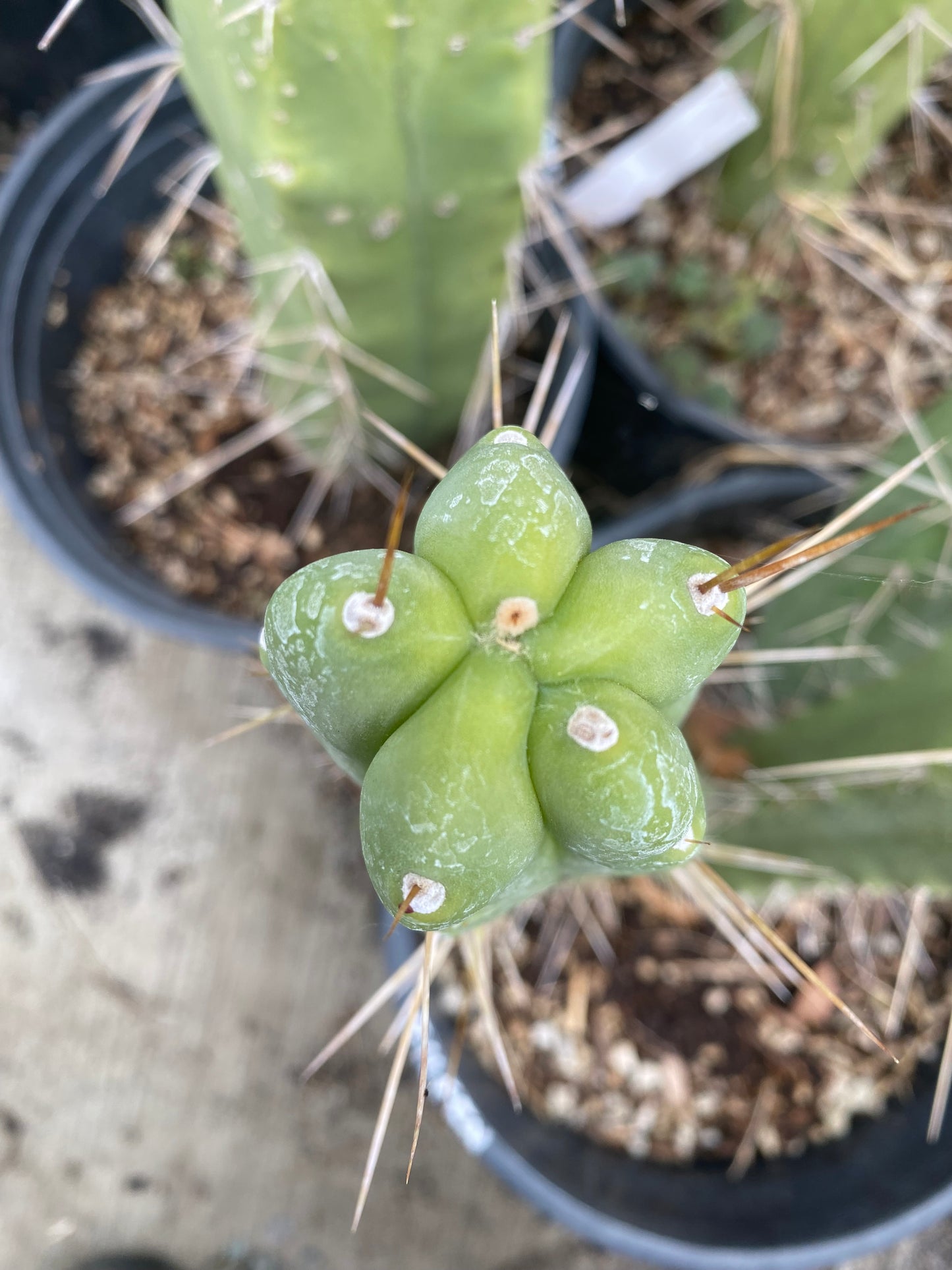 14 1/2” T. Bridgesii Monstrose Melted Wax like cutting