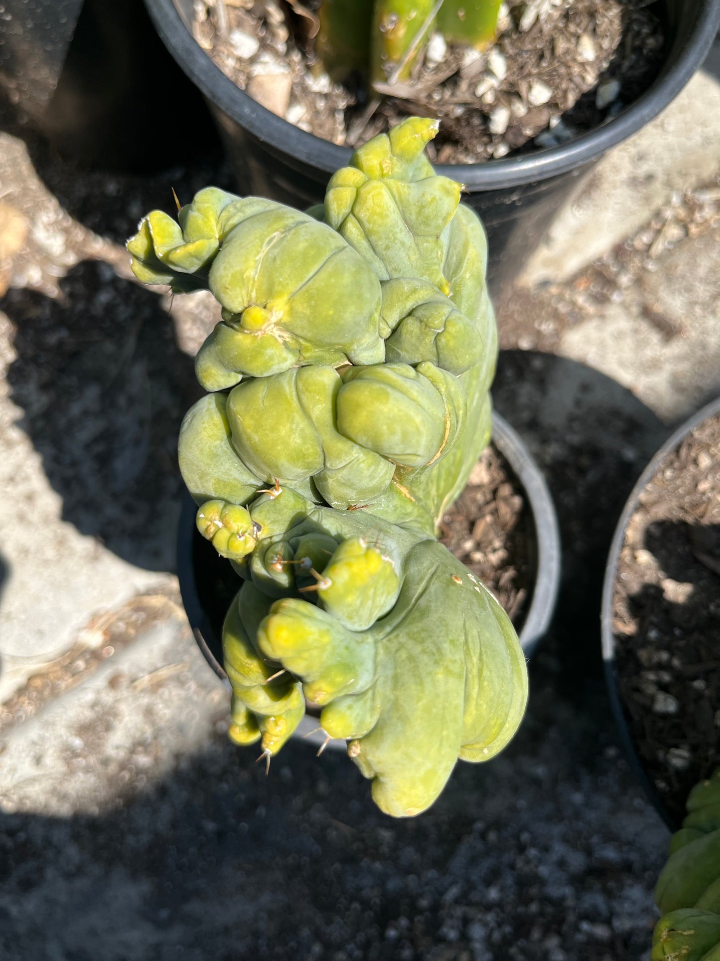 7” tall T. Bridgesii Monstrose Crest cutting