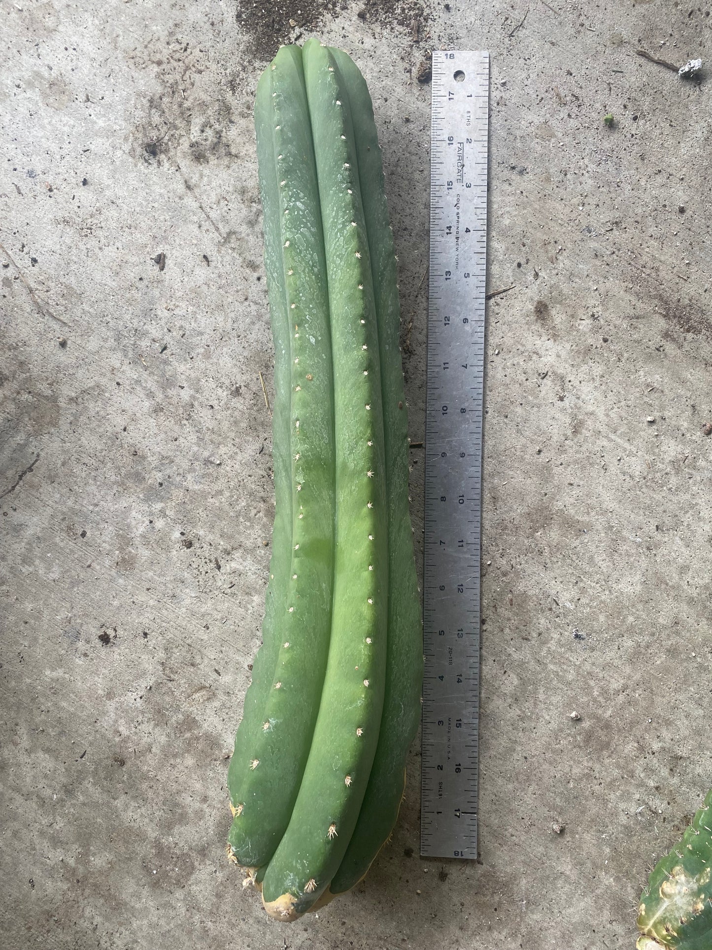 18” T. Pachanoi Cordobensis cutting