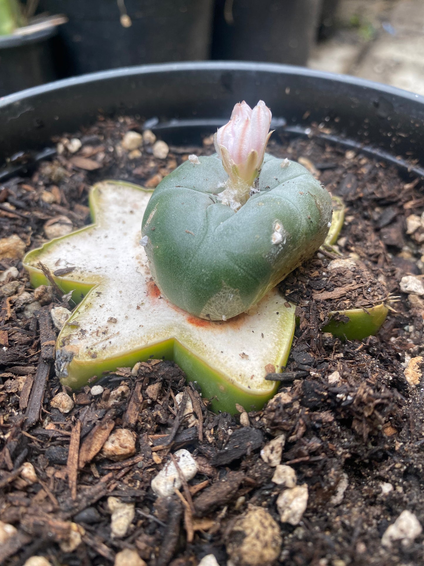 1.69” Grafted L Matucana Madisorium W