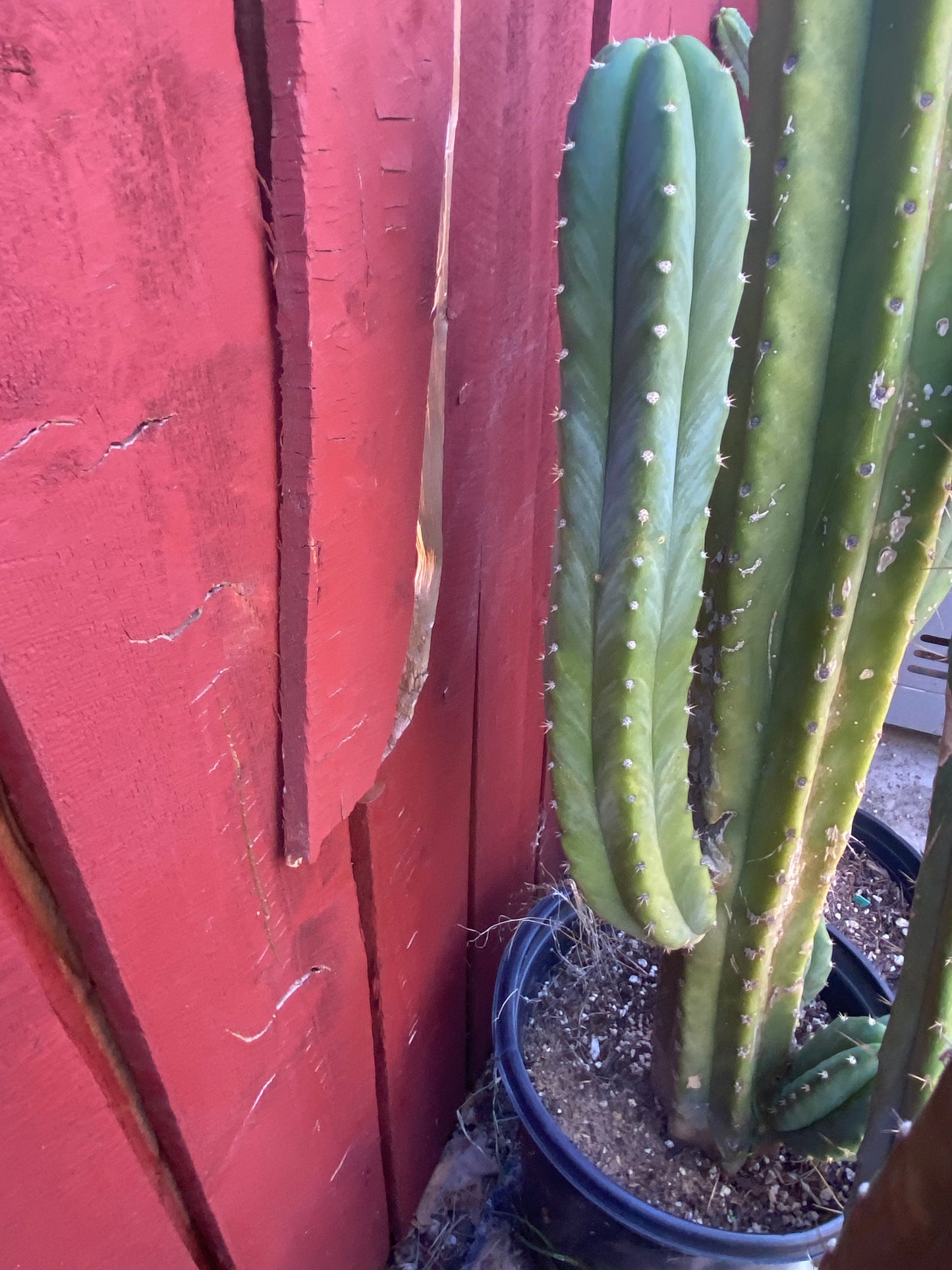 16” San Pedro top cutting
